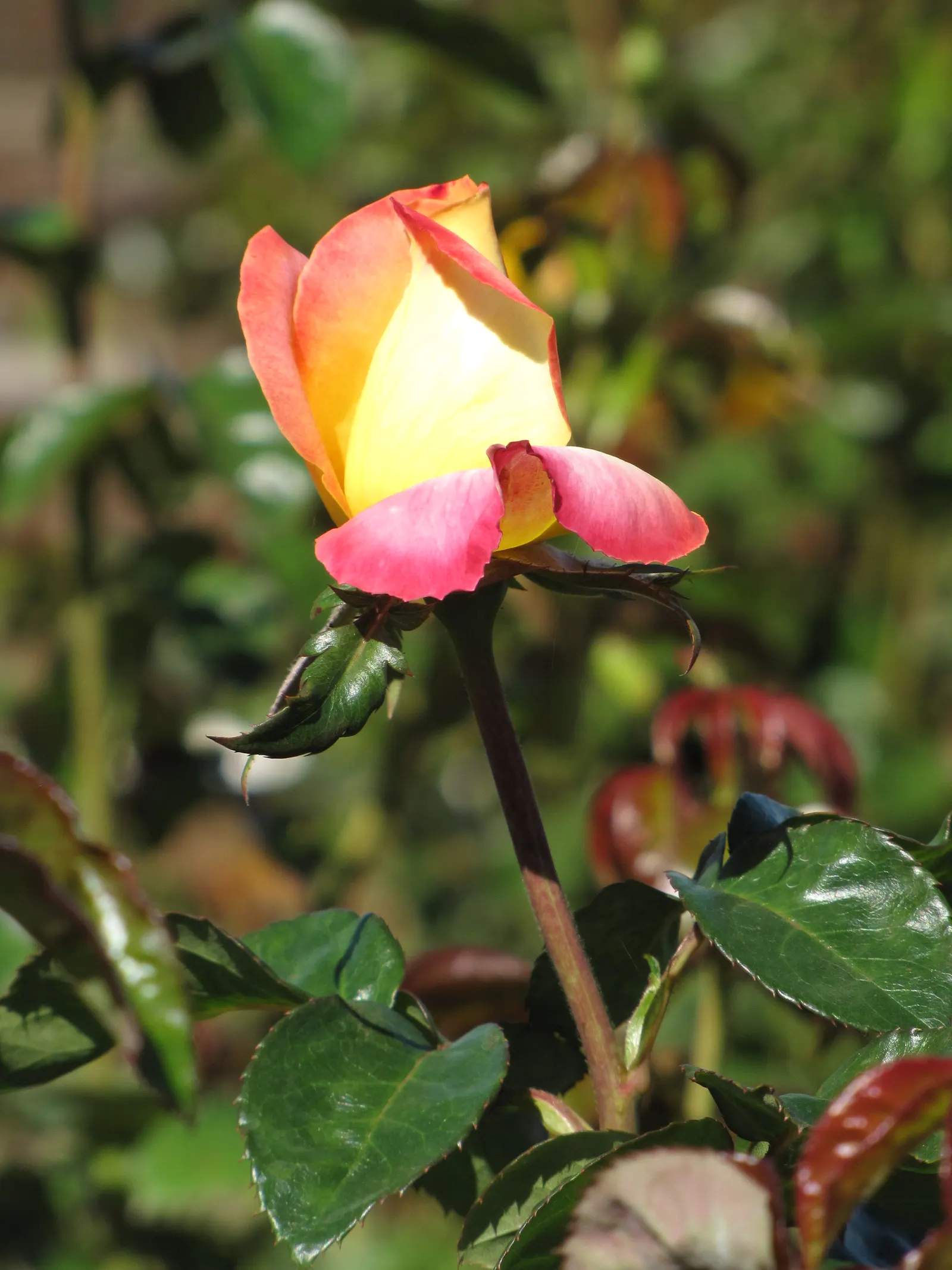 Peace Hybrid Tea Rose (Rosa 'Peace') — sweet fragrance.<br><br>Ideal for USDA hardiness zones 5 through 9; opulent blooms that can span up to 6 inches across