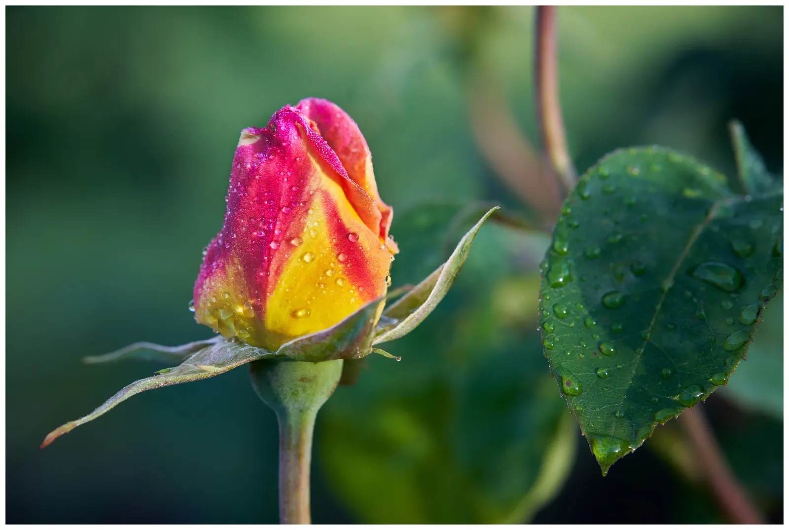 Peace Hybrid Tea Rose (Rosa 'Peace') — known botanically as Rosa 'Peace'; sweet fragrance.<br><br>Ideal for USDA hardiness zones 5 through 9