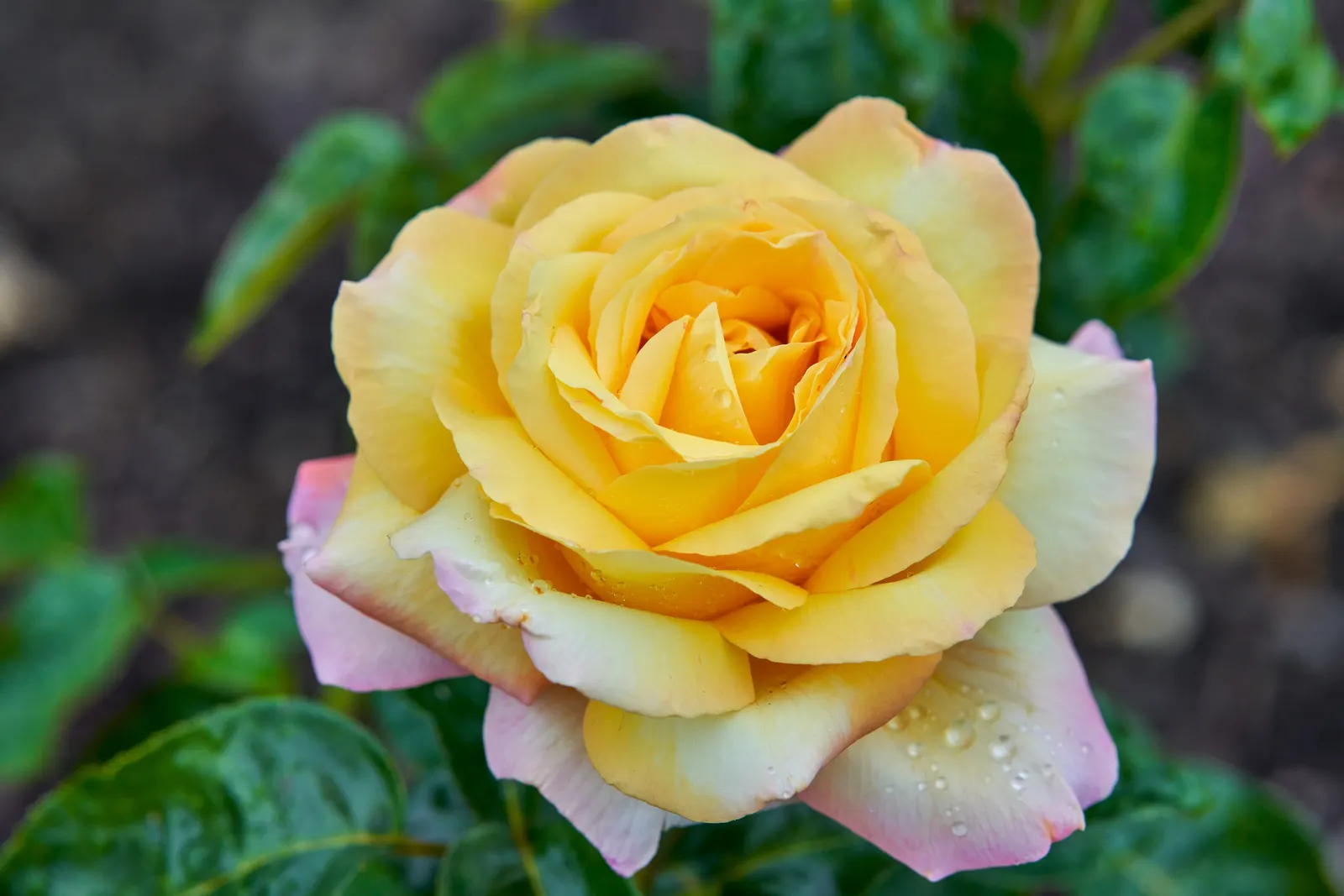 Peace Hybrid Tea Rose (Rosa 'Peace') — This prestigious rose cultivar; this rose thrives in USDA hardiness zones 5-9, image 93