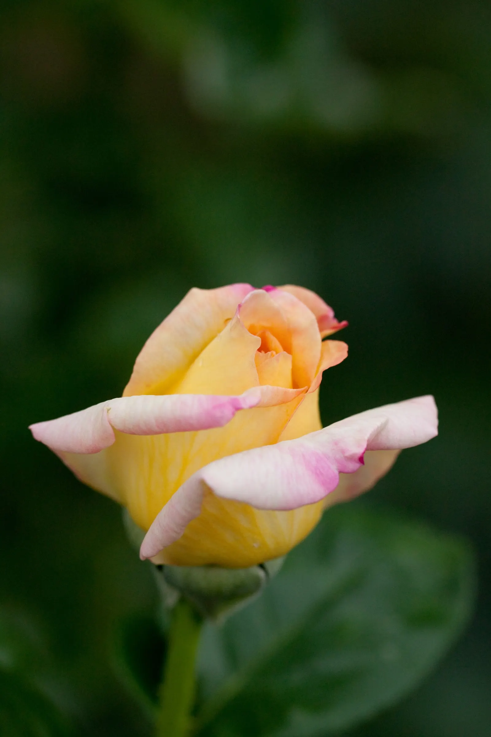 Peace Hybrid Tea Rose (Rosa 'Peace') — It necessitates well-drained loamy soil with a slightly acidic to neutral pH; this rose thrives in USDA, image 105