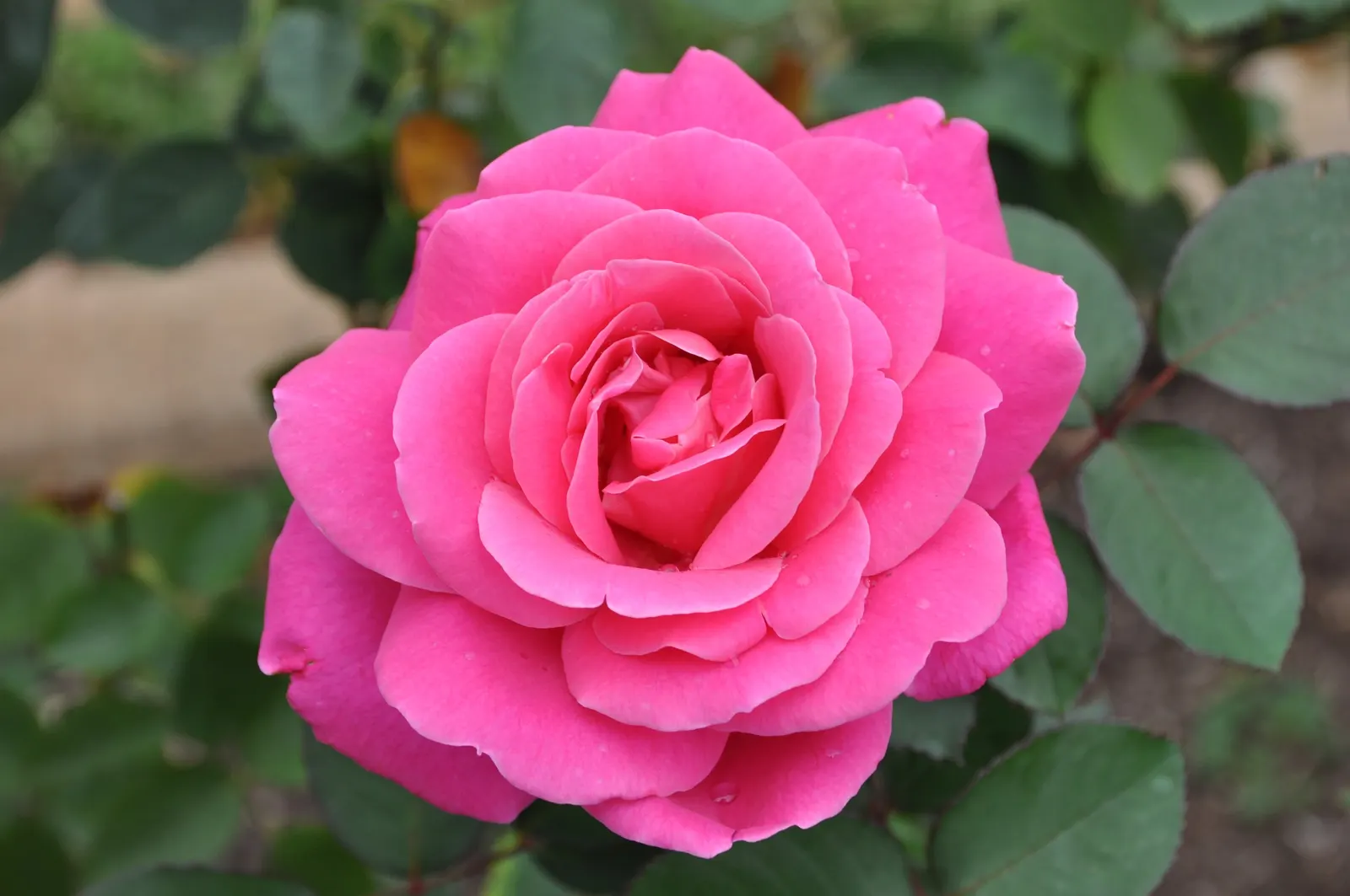 Peace Hybrid Tea Rose (Rosa 'Peace') — opulent blooms that can span up to 6 inches across when fully open