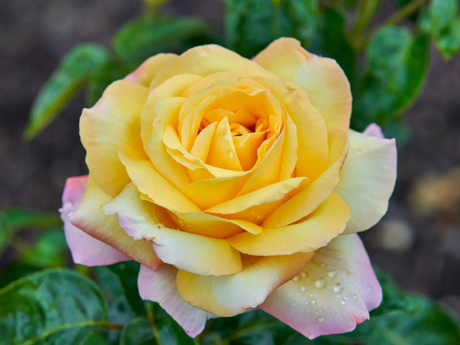 Peace Hybrid Tea Rose (Rosa 'Peace') — dark green foliage provides a striking contrast to the blooms; while also providing a historical nod to its, image 100