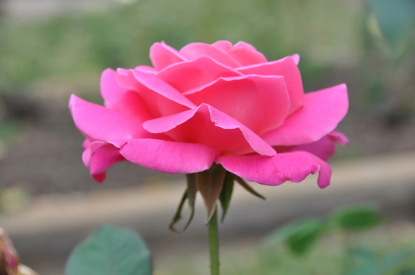 Peace Hybrid Tea Rose (Rosa 'Peace') — opulent blooms that can span up to 6 inches across when fully open; sweet fragrance.<br><br>Ideal for USDA, image 95