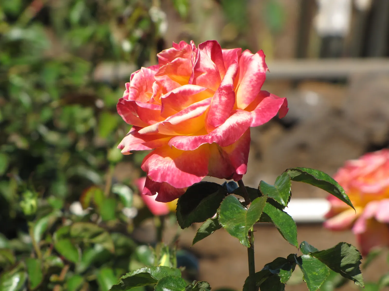 Peace Hybrid Tea Rose (Rosa 'Peace') — fragrant flowers and lush