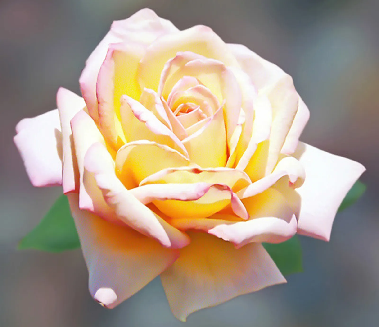 Peace Hybrid Tea Rose (Rosa 'Peace') — which originated from France in the late 1930s; opulent blooms that can span up to 6 inches across when, image 66