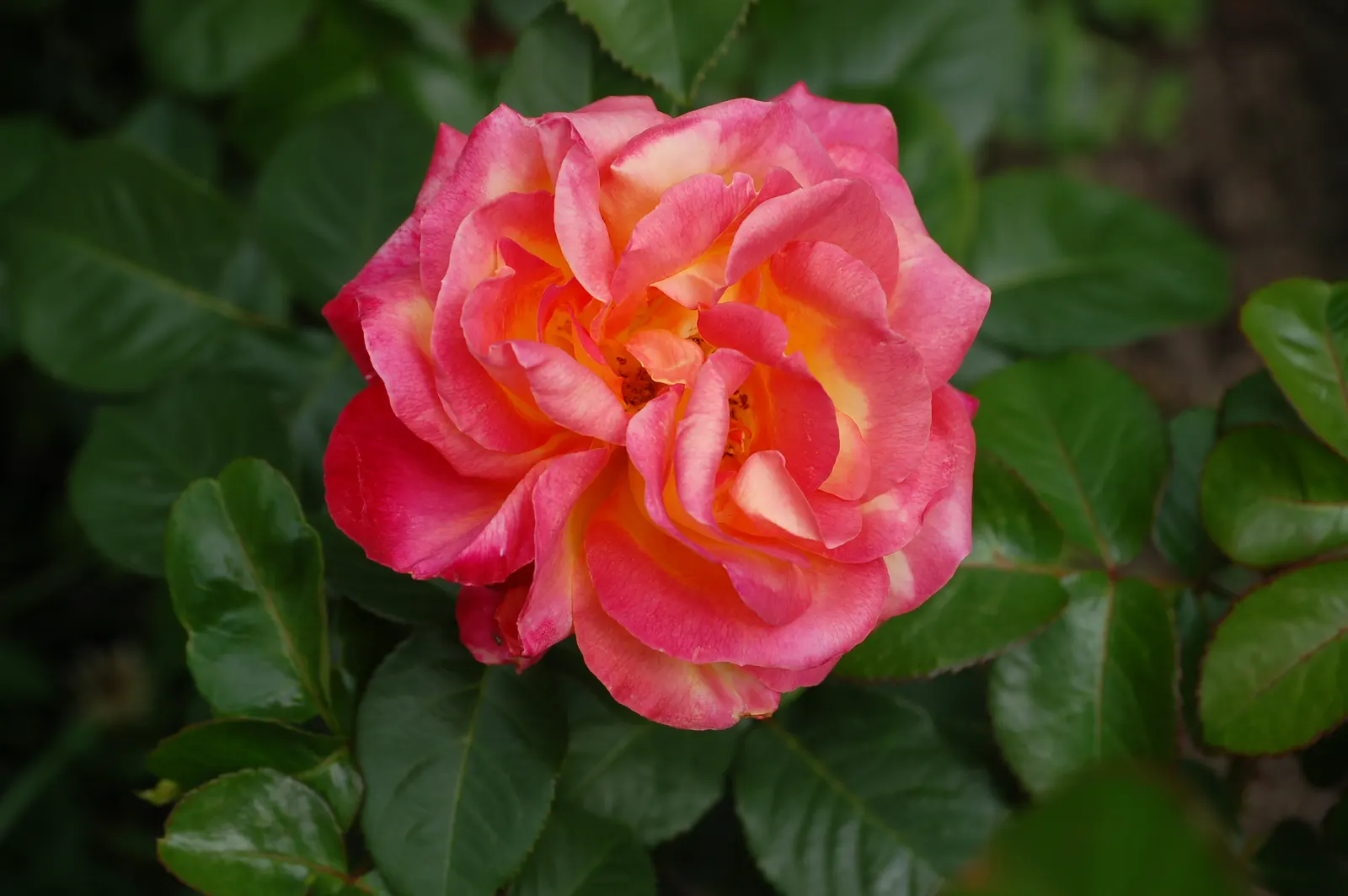 Peace Hybrid Tea Rose (Rosa 'Peace') — Ample spacing between plants is critical to enhance air circulation; opulent blooms that can span up to 6, image 106