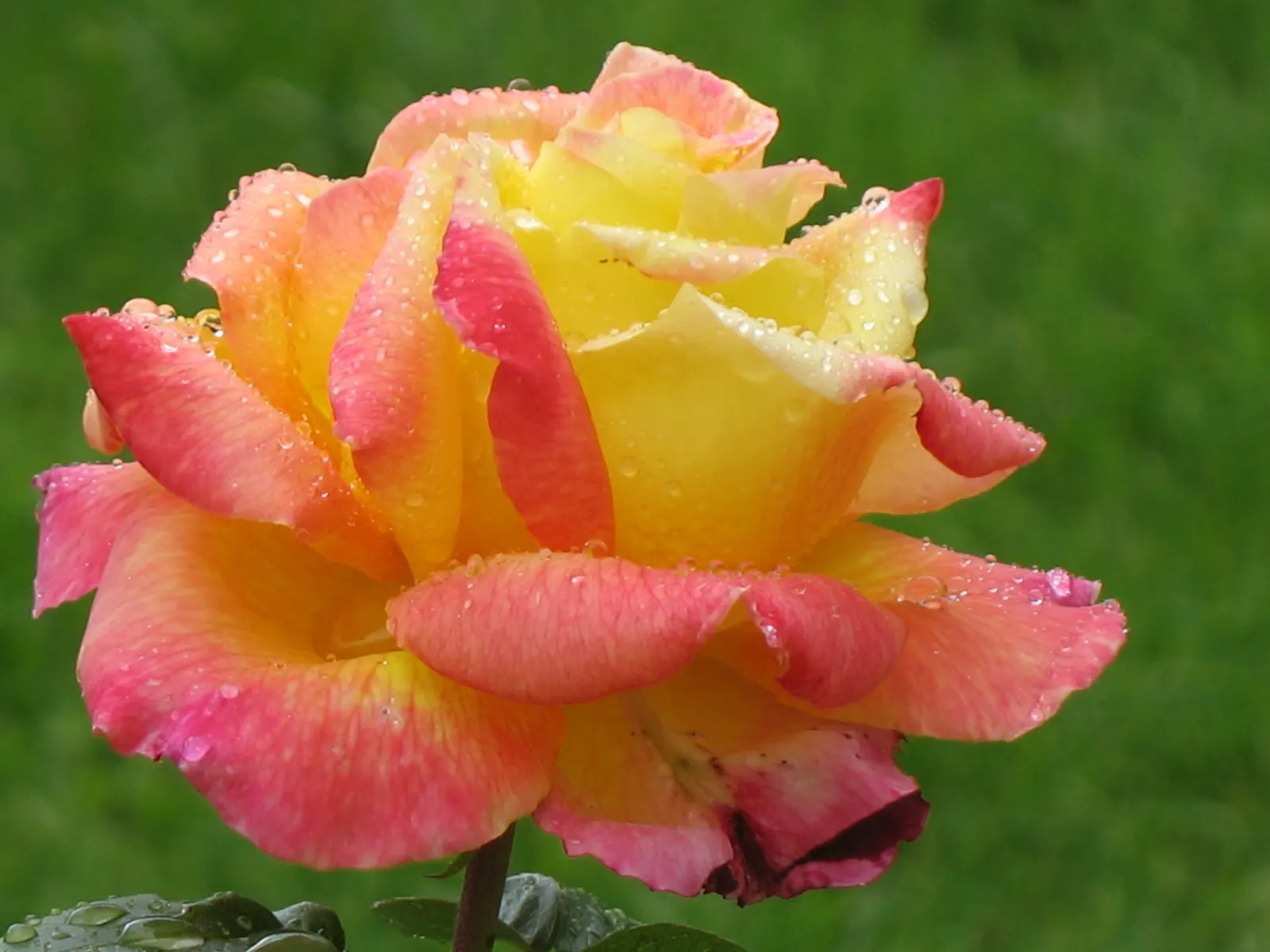 Peace Hybrid Tea Rose (Rosa 'Peace') — this rose thrives in USDA hardiness zones 5-9