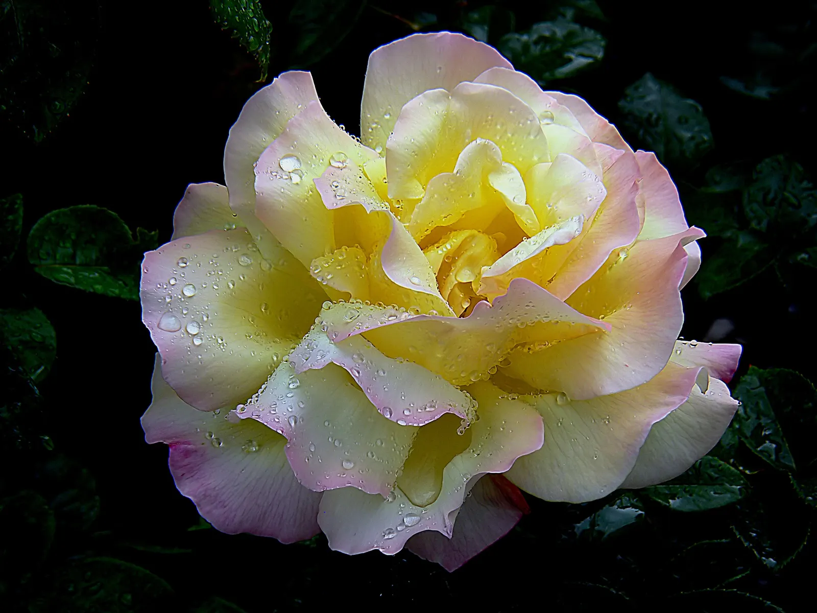Peace Hybrid Tea Rose (Rosa 'Peace') — Resistant to diseases, it's ideal for borders and as a focal point; opulent blooms that can span up to 6, image 90