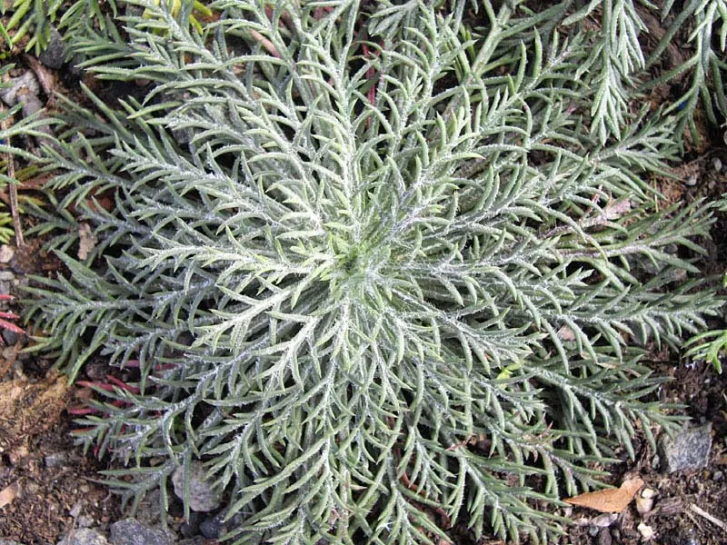 Scarlet Gillia (Ipomopsis Aggregata) — perennial for full or half; but be cautious of overwatering to prevent root rot