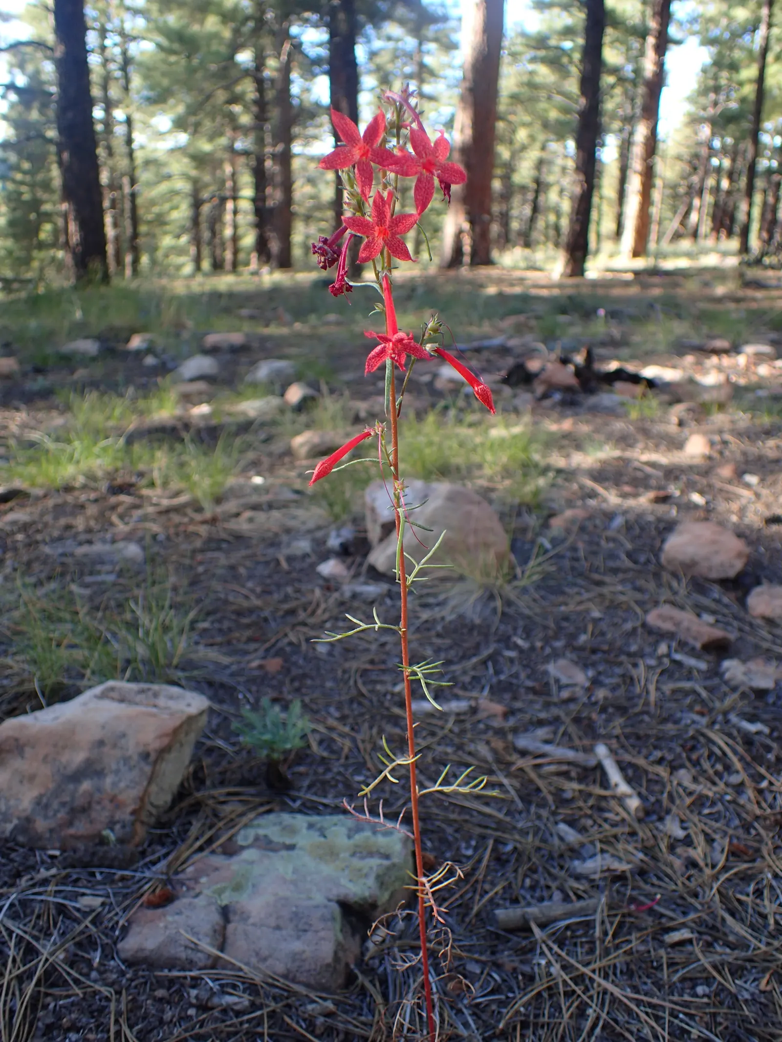 Scarlet Gillia (Ipomopsis Aggregata) — fiery red to orange flowers that are roughly 1 to 1.5 inches long; scientifically named Ipomopsis aggregata