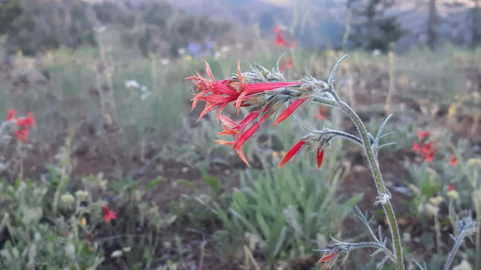 Scarlet Gillia (Ipomopsis Aggregata) — The plant prefers full sun conditions but can tolerate light shade; it boasts tubular, fiery red to orange flowers