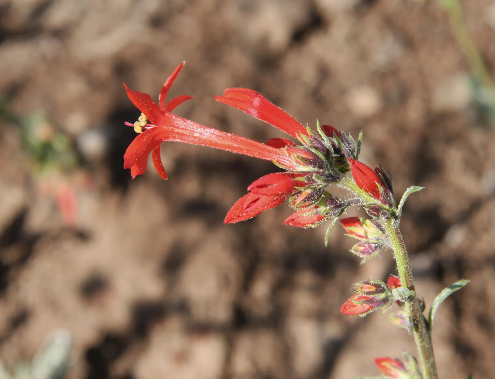 Scarlet Gillia (Ipomopsis Aggregata) — orange and red flowers in the garden; ideal for adding vertical interest to any garden design