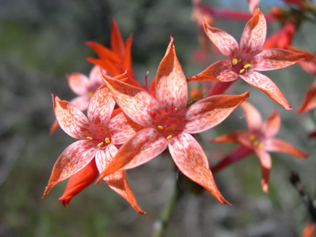 Scarlet Gillia (Ipomopsis Aggregata) — The plant prefers full sun conditions but can tolerate light shade; it boasts tubular, fiery red to orange, image 65