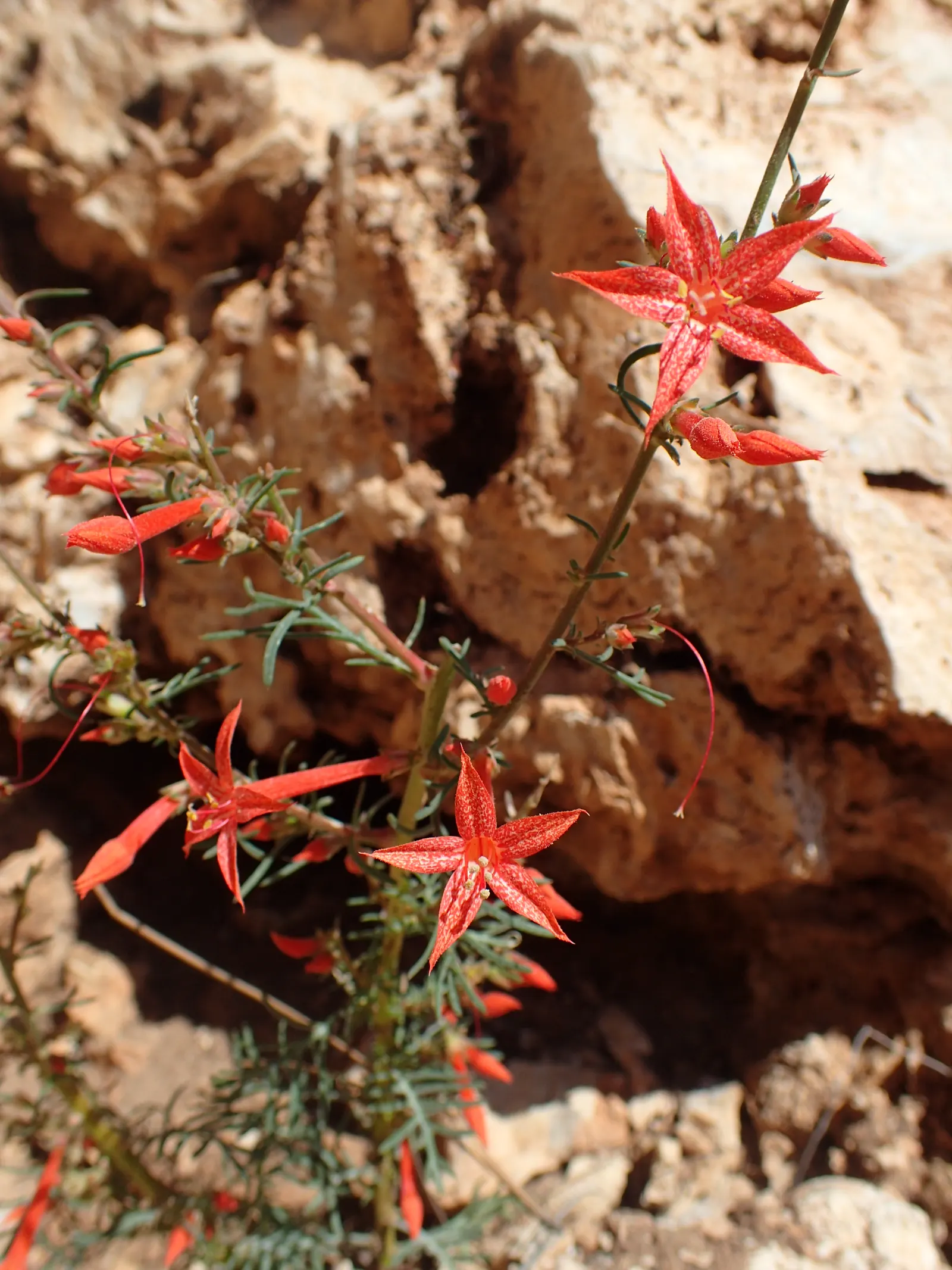 Scarlet Gillia (Ipomopsis Aggregata) — consider its visual impact in masses or clusters against a backdrop of lower-growing; reaching a height of 1 to 4 feet
