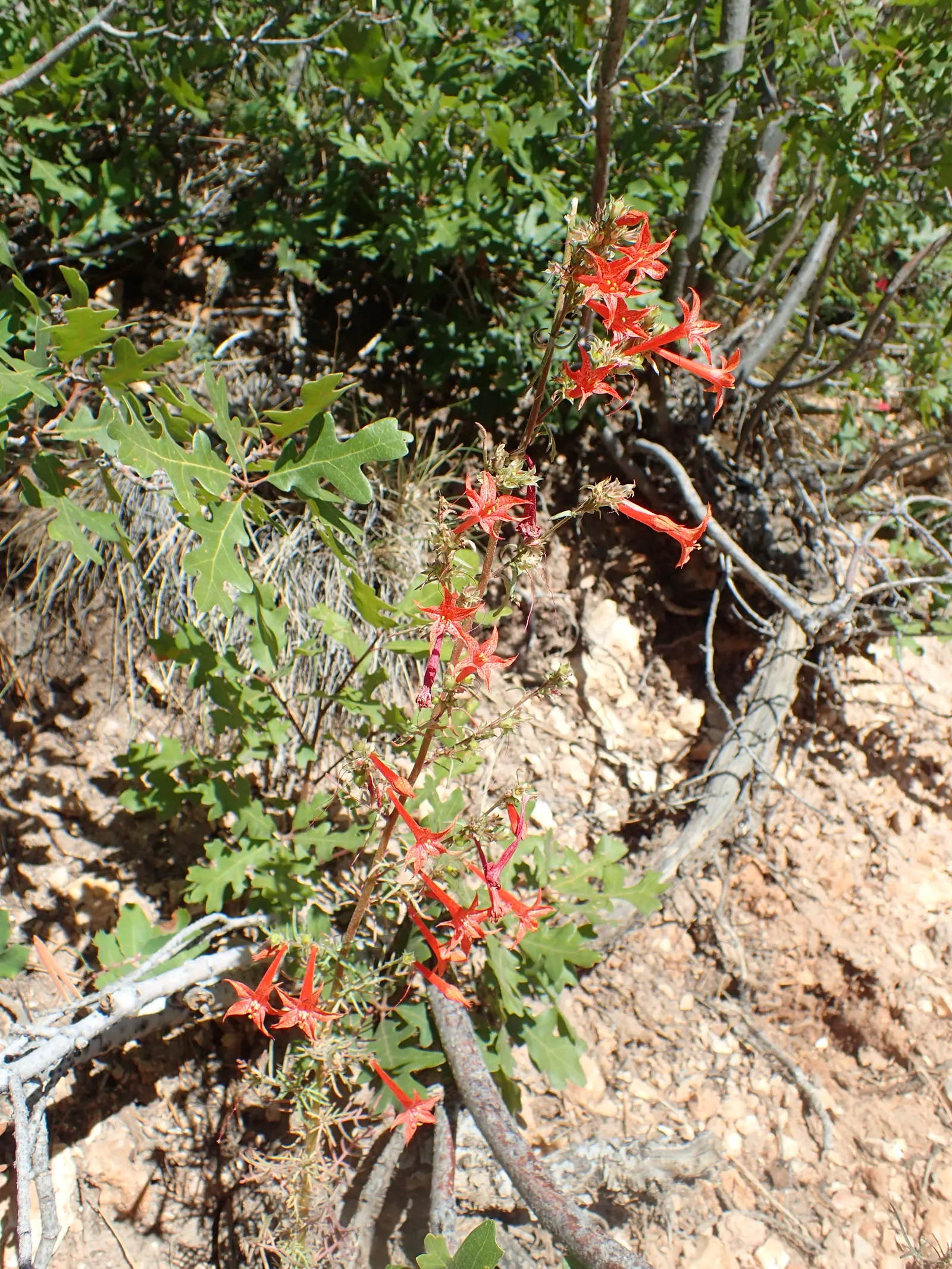 Scarlet Gillia (Ipomopsis Aggregata) — erect stems are adorned with lanceolate leaves that are approximately 1 to 2 inches long
