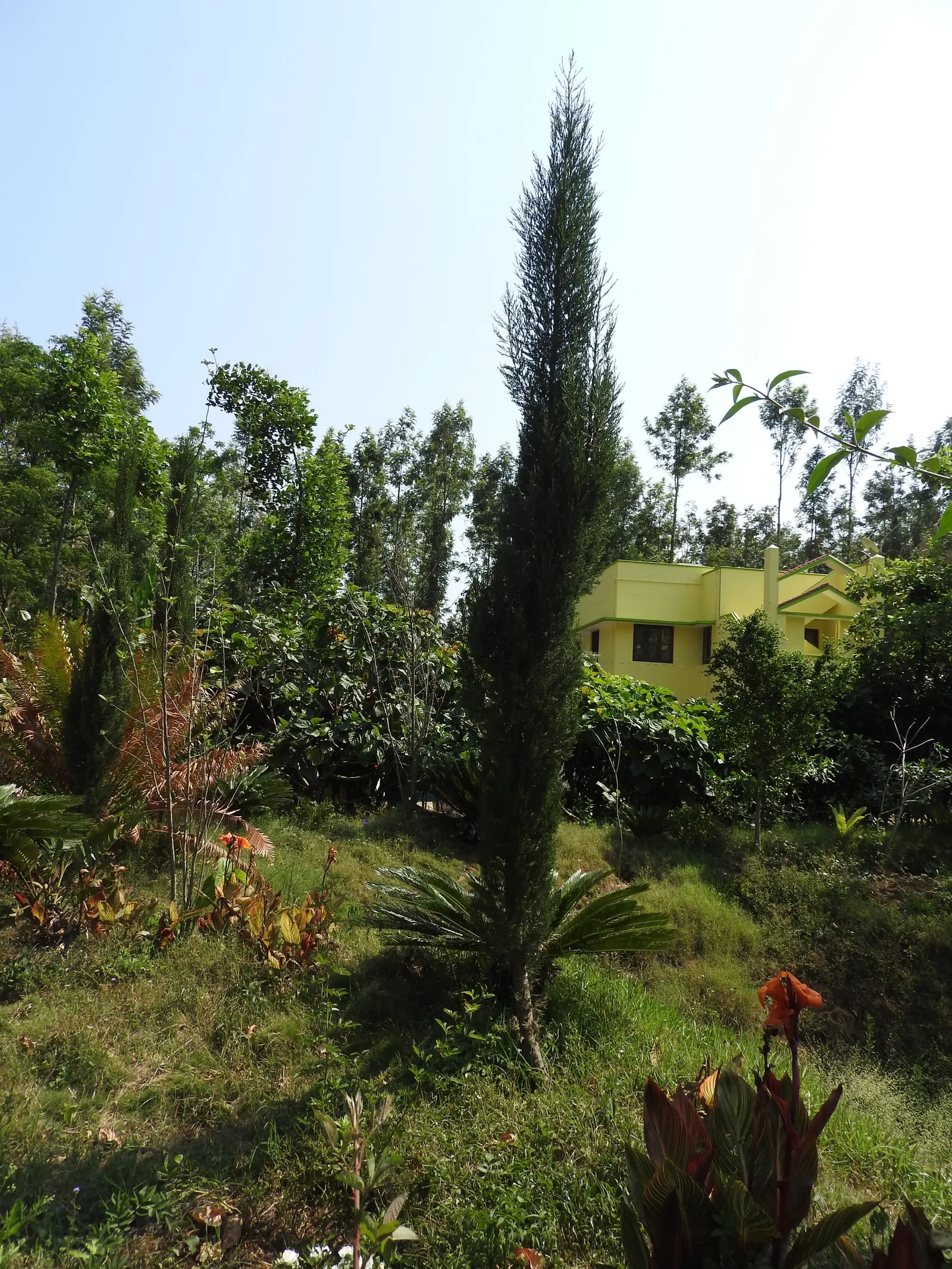 Scarlet Gillia (Ipomopsis Aggregata) — Reaching a height of 1 to 4 feet; erect stems are adorned with lanceolate leaves that are approximately 1 to 2 inches