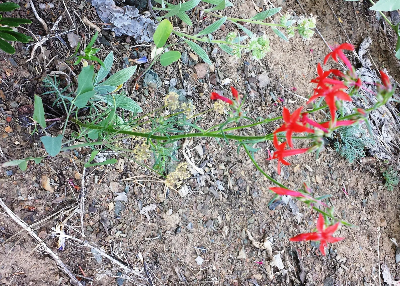 Scarlet Gillia (Ipomopsis Aggregata) — These blooms are a magnet for hummingbirds, image 38