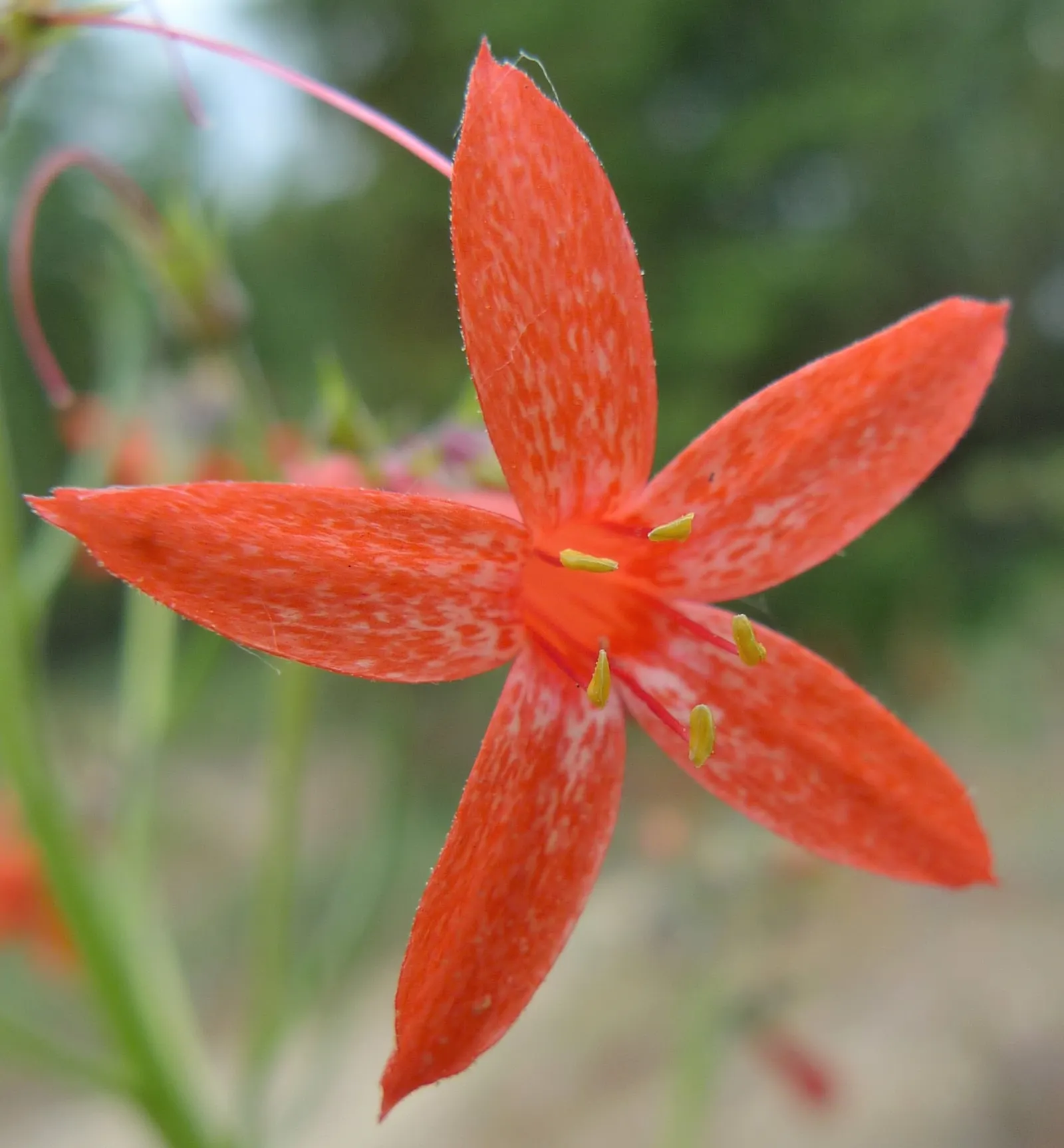 Scarlet Gillia (Ipomopsis Aggregata) — Use in clusters for a dramatic effect; is a biennial to short-lived perennial that provides a striking splash of color