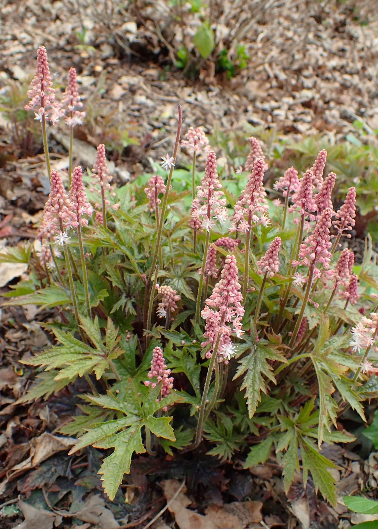 Scarlet Gillia (Ipomopsis Aggregata) — Regular watering during extended dry periods will help maintain vigor; and inform the client of the, image 71