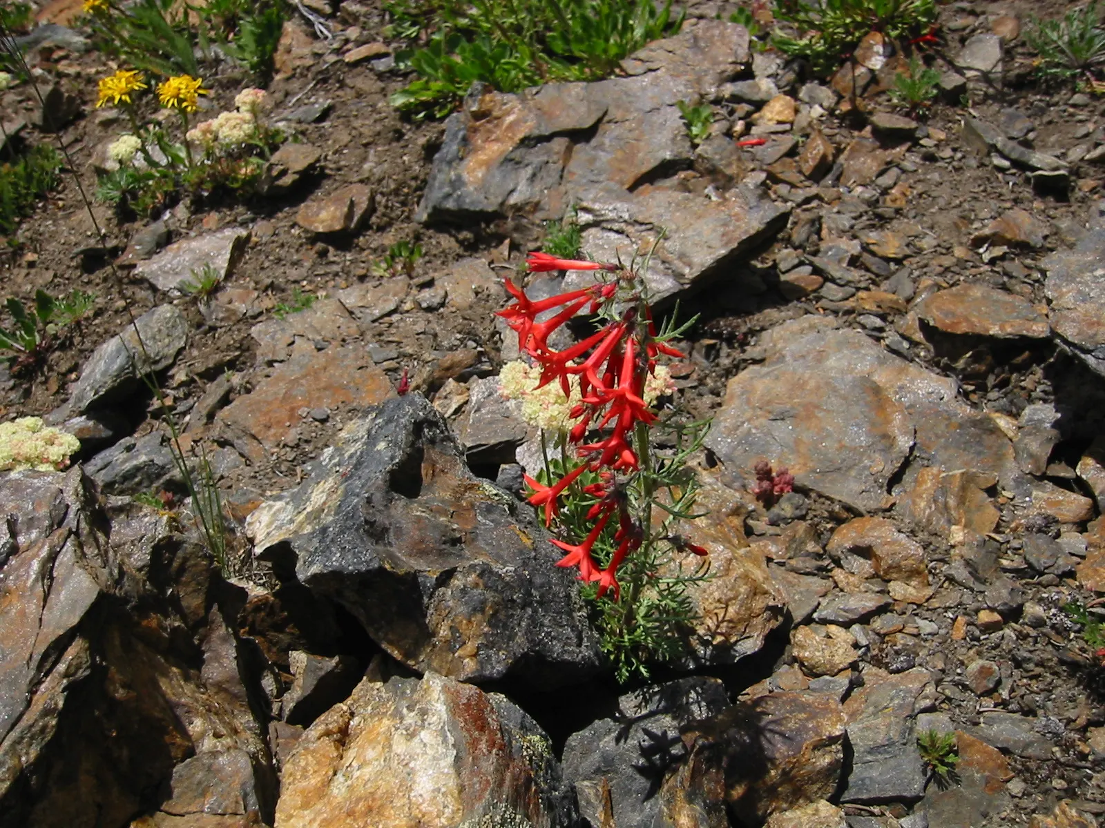 Scarlet Gillia (Ipomopsis Aggregata) — is a biennial to short-lived perennial that provides a striking splash of color