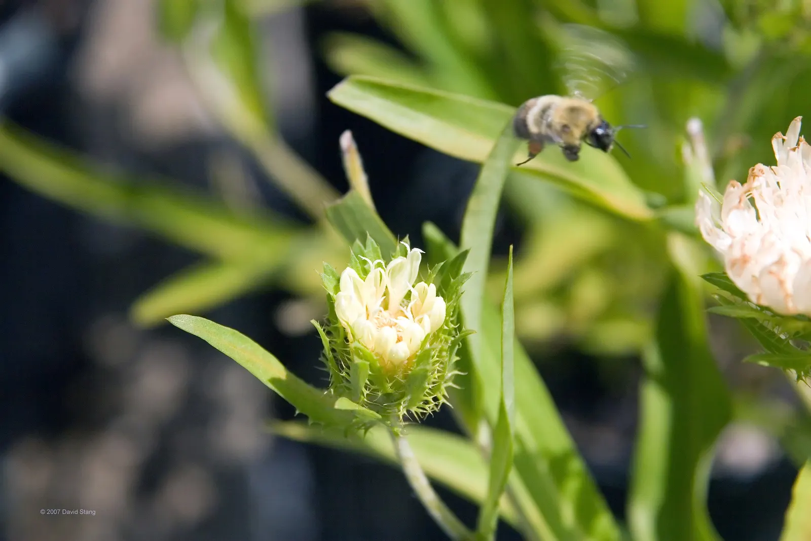 Scarlet Gillia (Ipomopsis Aggregata) — but be cautious of overwatering to prevent root rot; scarlet Gilia, or Ipomopsis aggregata, is a striking biennial