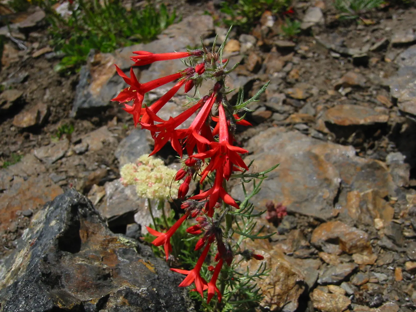 Scarlet Gillia (Ipomopsis Aggregata) — orange and red flowers in the garden; ideal for adding vertical interest to any garden design, image 73