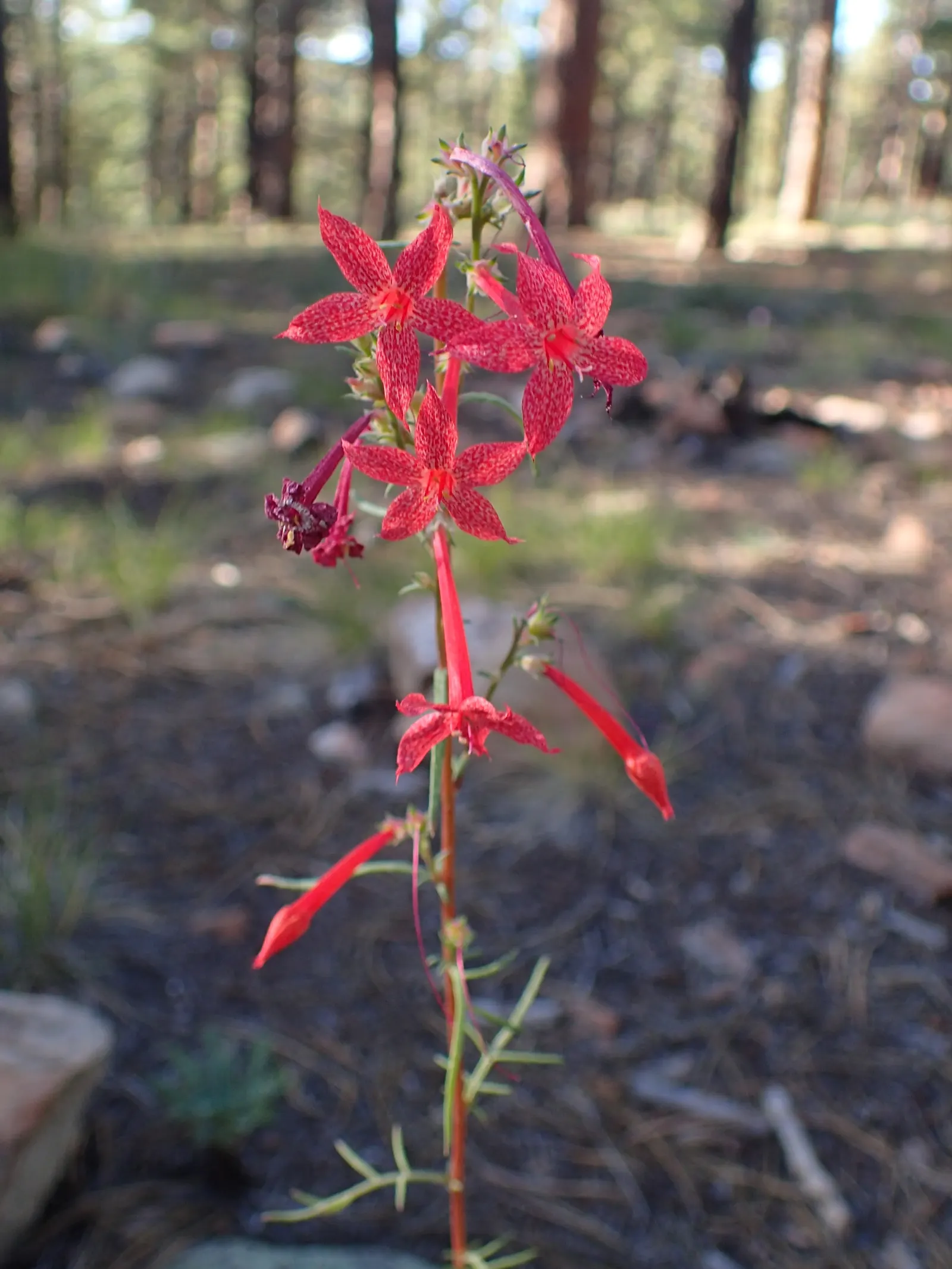 Scarlet Gillia (Ipomopsis Aggregata) — Scarlet Gilia, or Ipomopsis aggregata, is a striking biennial reaching 1 to 4 feet in height; hardy in zones, image 76