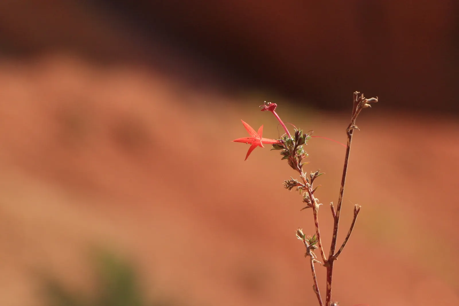 Scarlet Gillia (Ipomopsis Aggregata) — Hardy in zones 3-10, it adds vertical interest and vibrant color to rock gardens and wildflower meadows, image 54