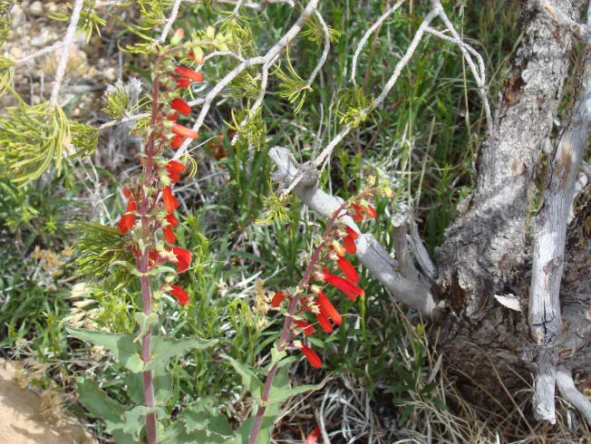 Scarlet Gillia (Ipomopsis Aggregata) — perennial for full or half