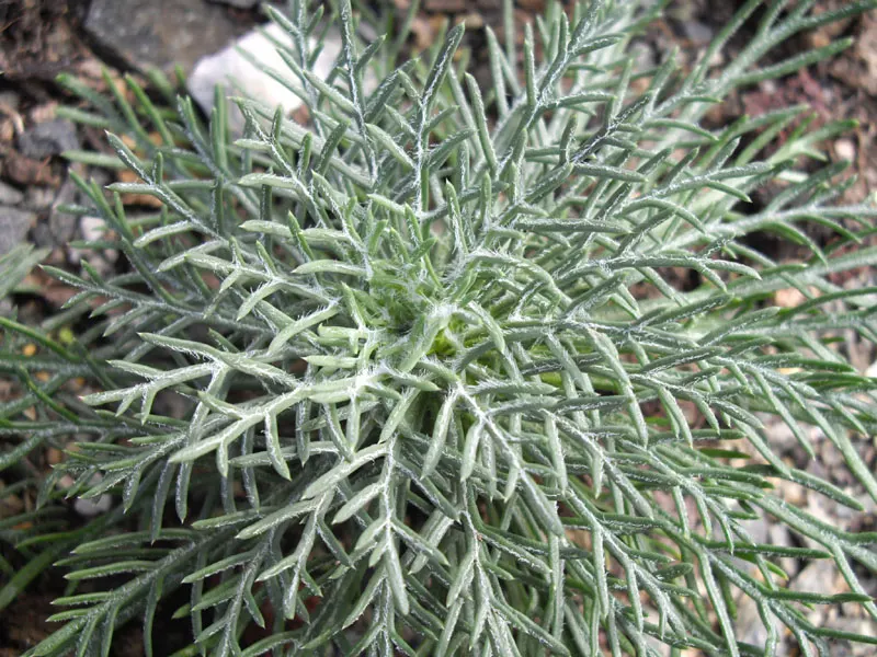Scarlet Gillia (Ipomopsis Aggregata) — Scarlet Gilia, or Ipomopsis aggregata, is a striking biennial reaching 1 to 4 feet in height; hardy in zones, image 51