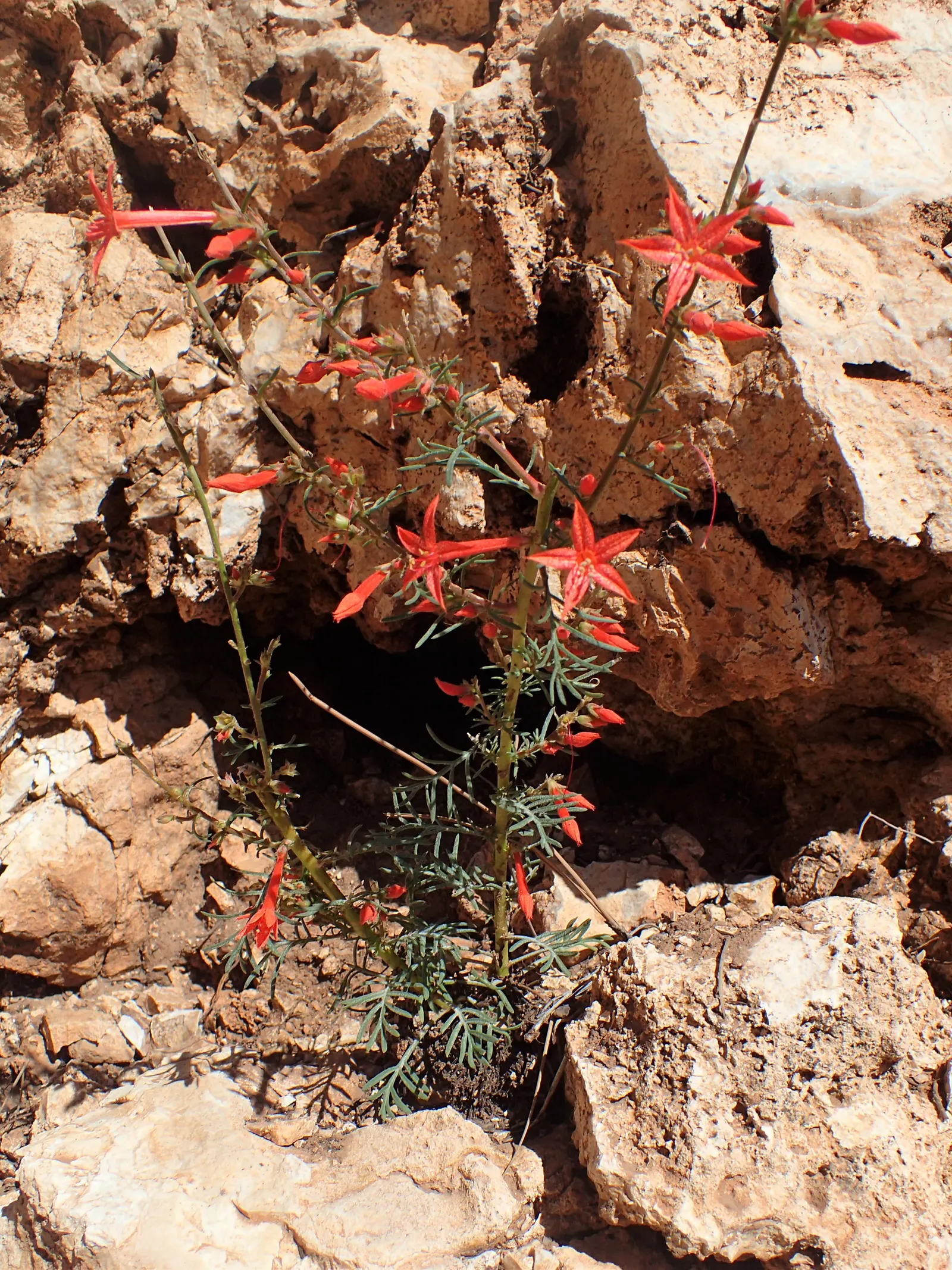 Scarlet Gillia (Ipomopsis Aggregata) — consider its visual impact in masses or clusters against a backdrop of lower-growing