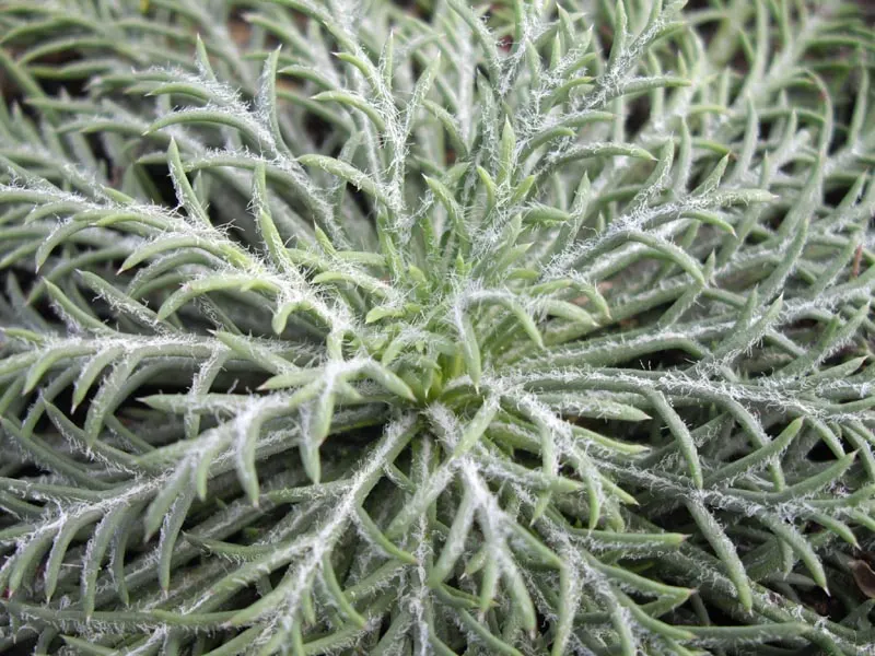 Scarlet Gillia (Ipomopsis Aggregata) — but be cautious of overwatering to prevent root rot; scarlet Gilia, or Ipomopsis aggregata, is a striking, image 72