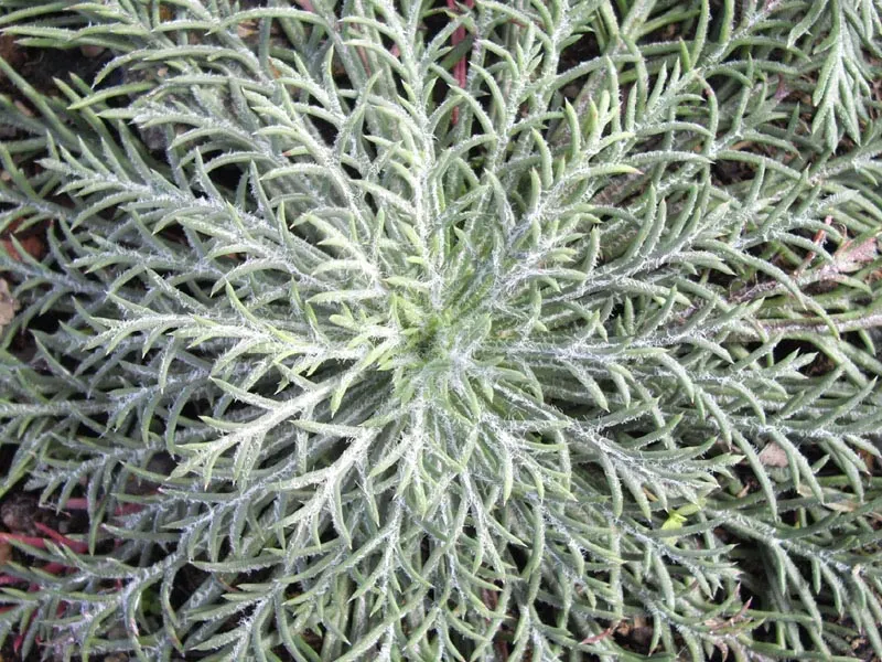 Scarlet Gillia (Ipomopsis Aggregata) — and inform the client of the potential need to reseed this plant to ensure its return; use in clusters for a, image 69