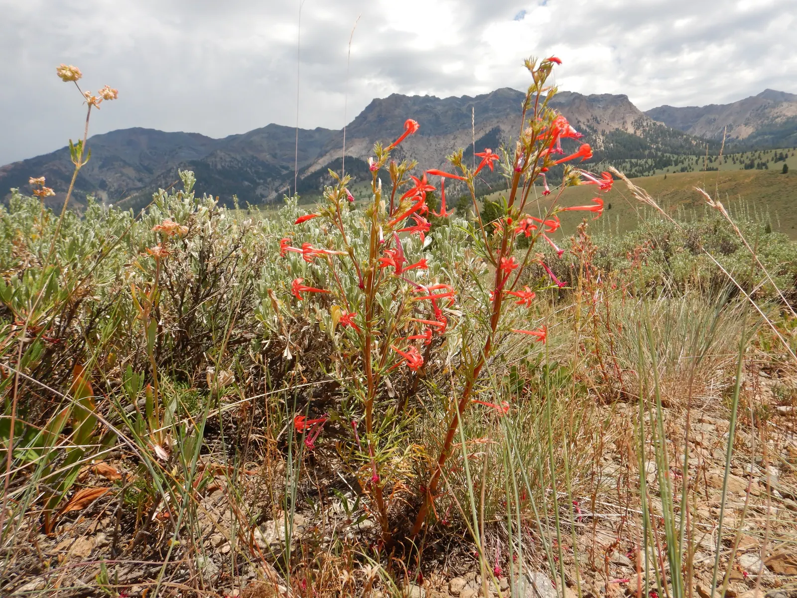 Scarlet Gillia (Ipomopsis Aggregata) — Be mindful of its zone hardiness (3 to 10)