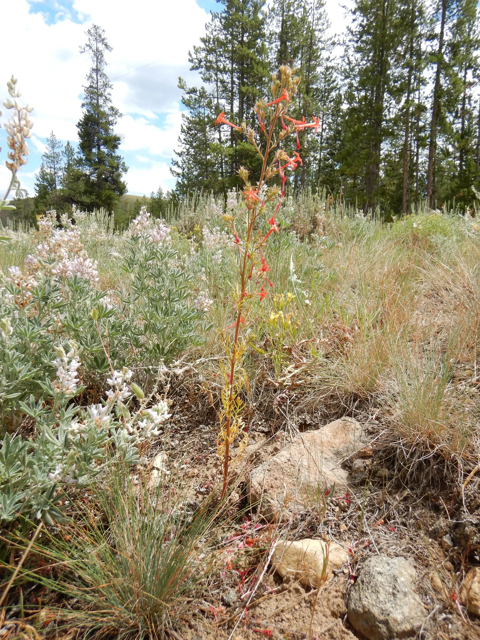 Scarlet Gillia (Ipomopsis Aggregata) — These blooms are a magnet for hummingbirds