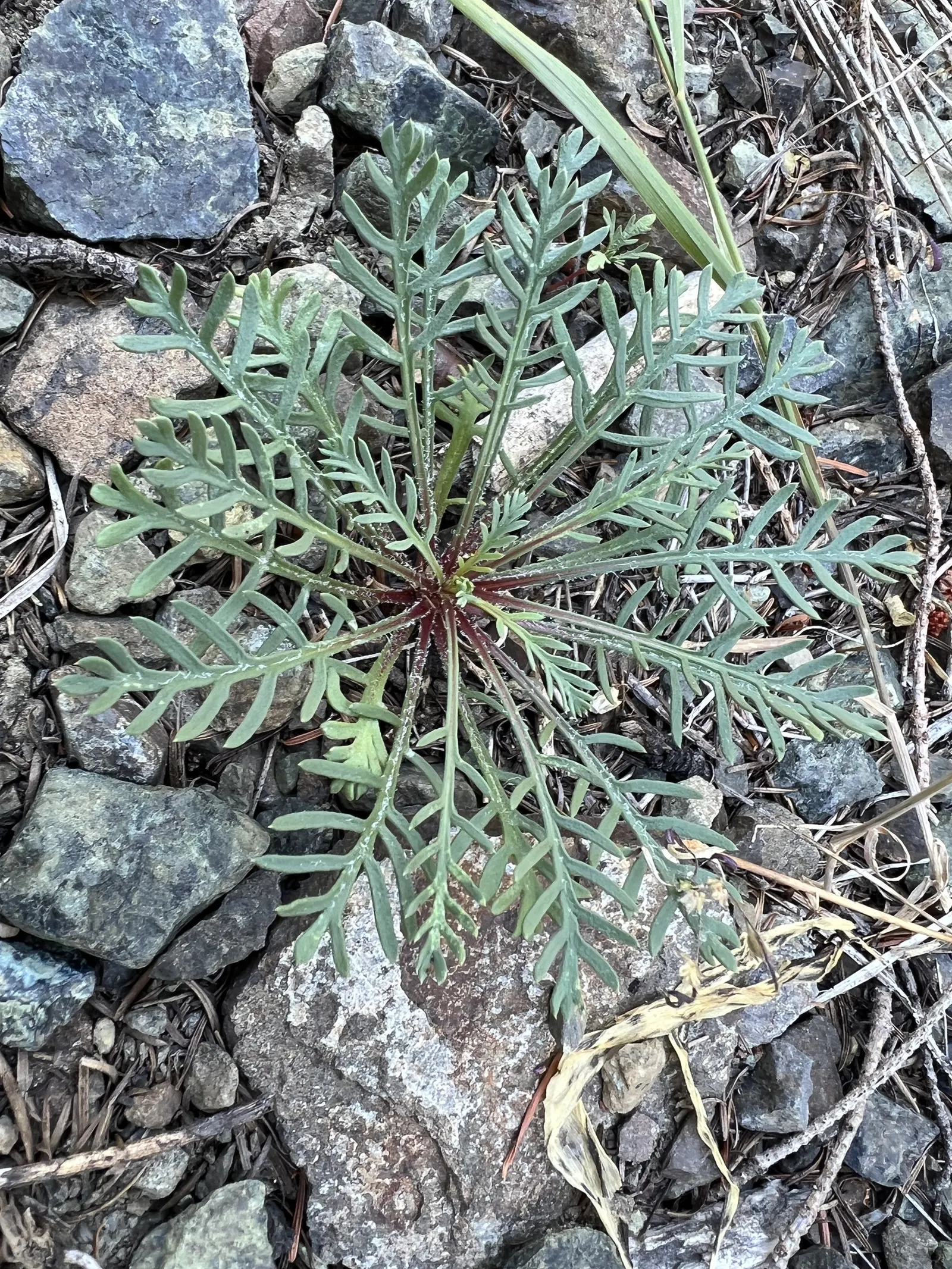 Scarlet Gillia (Ipomopsis Aggregata) — It boasts tubular, fiery red to orange flowers, attracting hummingbirds and pollinators; <br><br>It truly, image 77