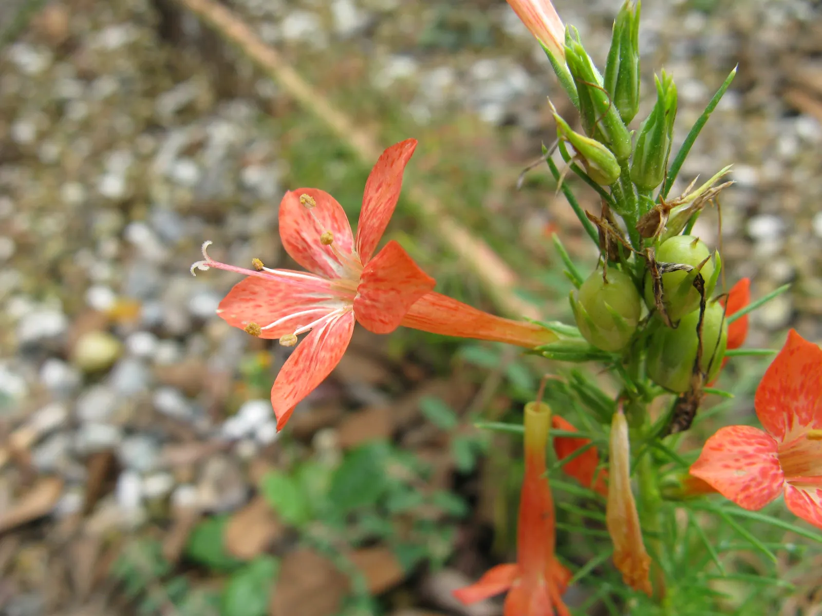 Scarlet Gillia (Ipomopsis Aggregata) — is a biennial to short-lived perennial that provides a striking splash of color; regular watering during, image 57
