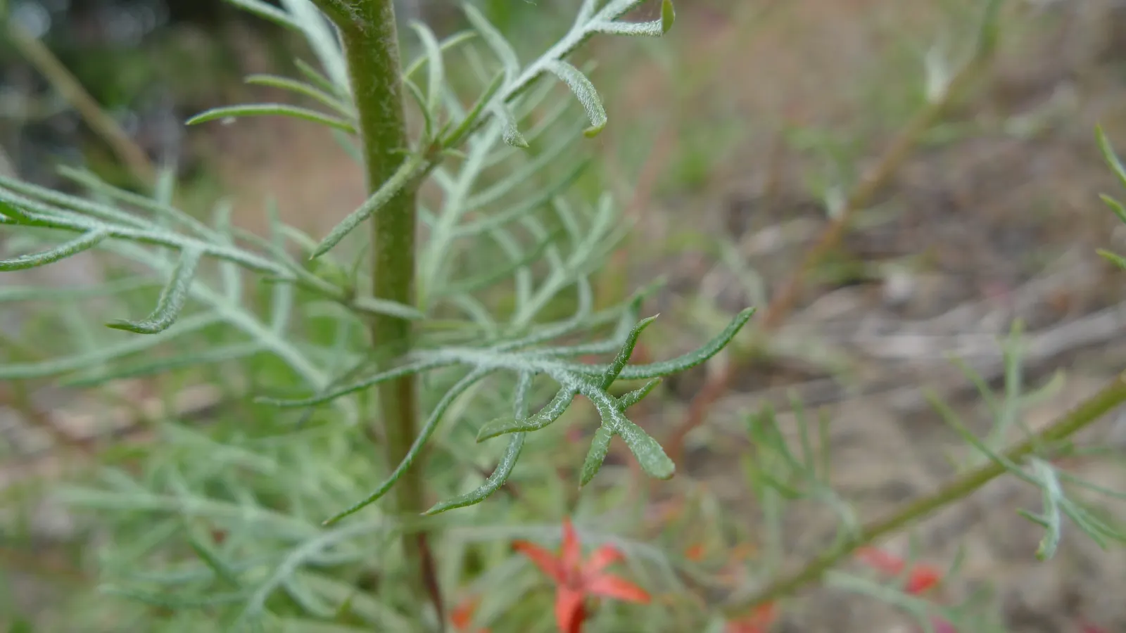 Scarlet Gillia (Ipomopsis Aggregata) — Use in clusters for a dramatic effect