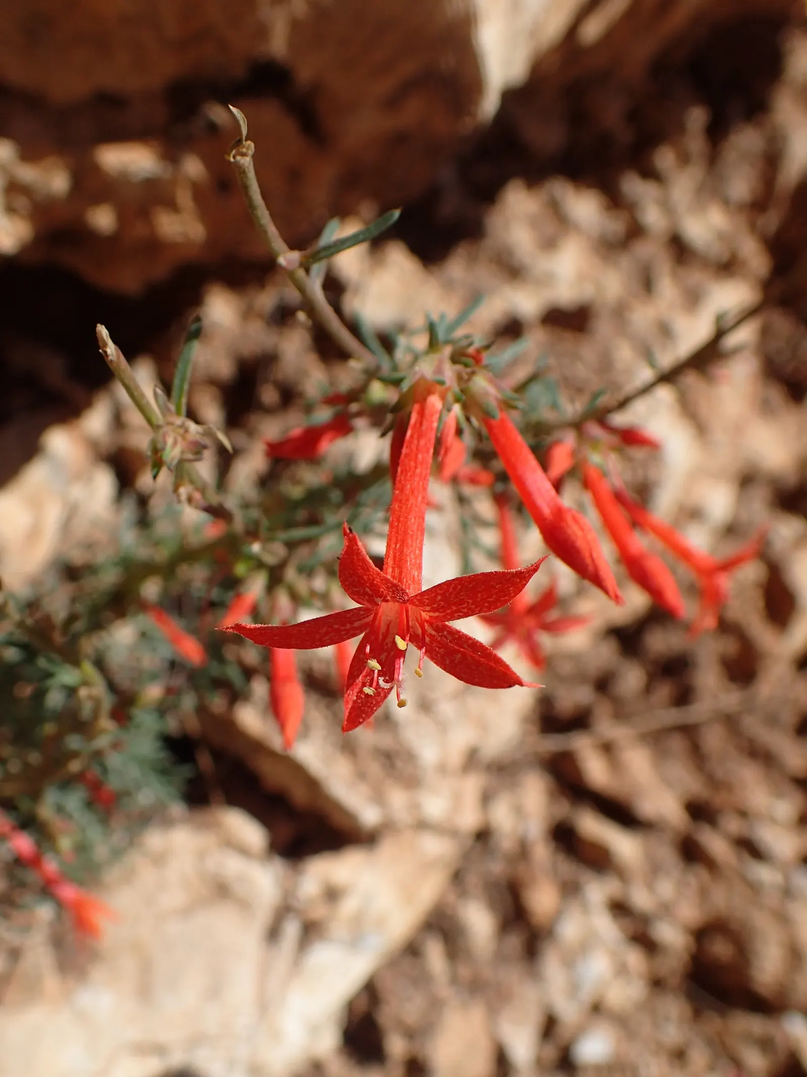 Scarlet Gillia (Ipomopsis Aggregata) — erect stems are adorned with lanceolate leaves that are approximately 1 to 2 inches long, image 60