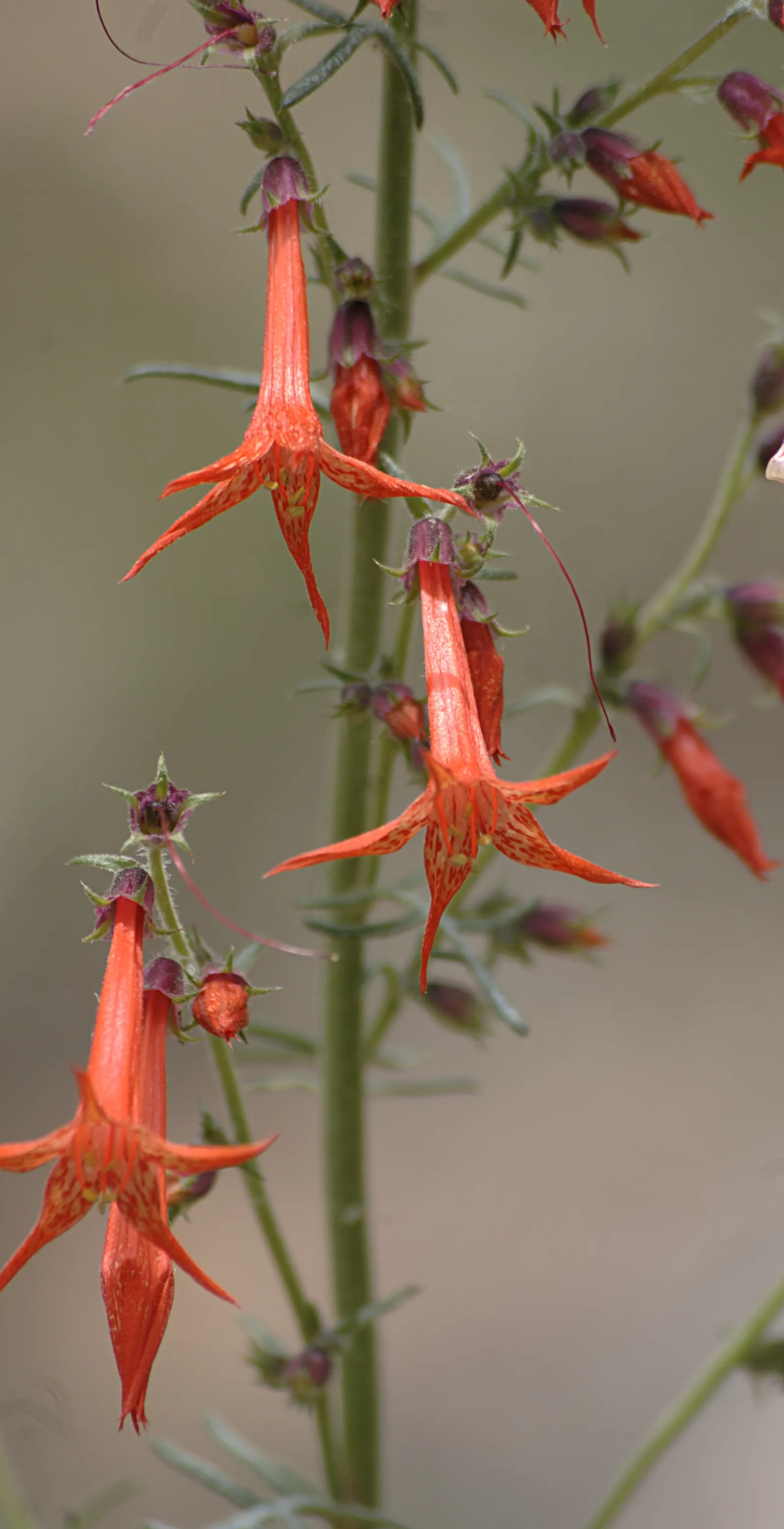 Scarlet Gillia (Ipomopsis Aggregata) — Ideal for dry, well-drained soil and full sun, it blooms from late spring to early fall