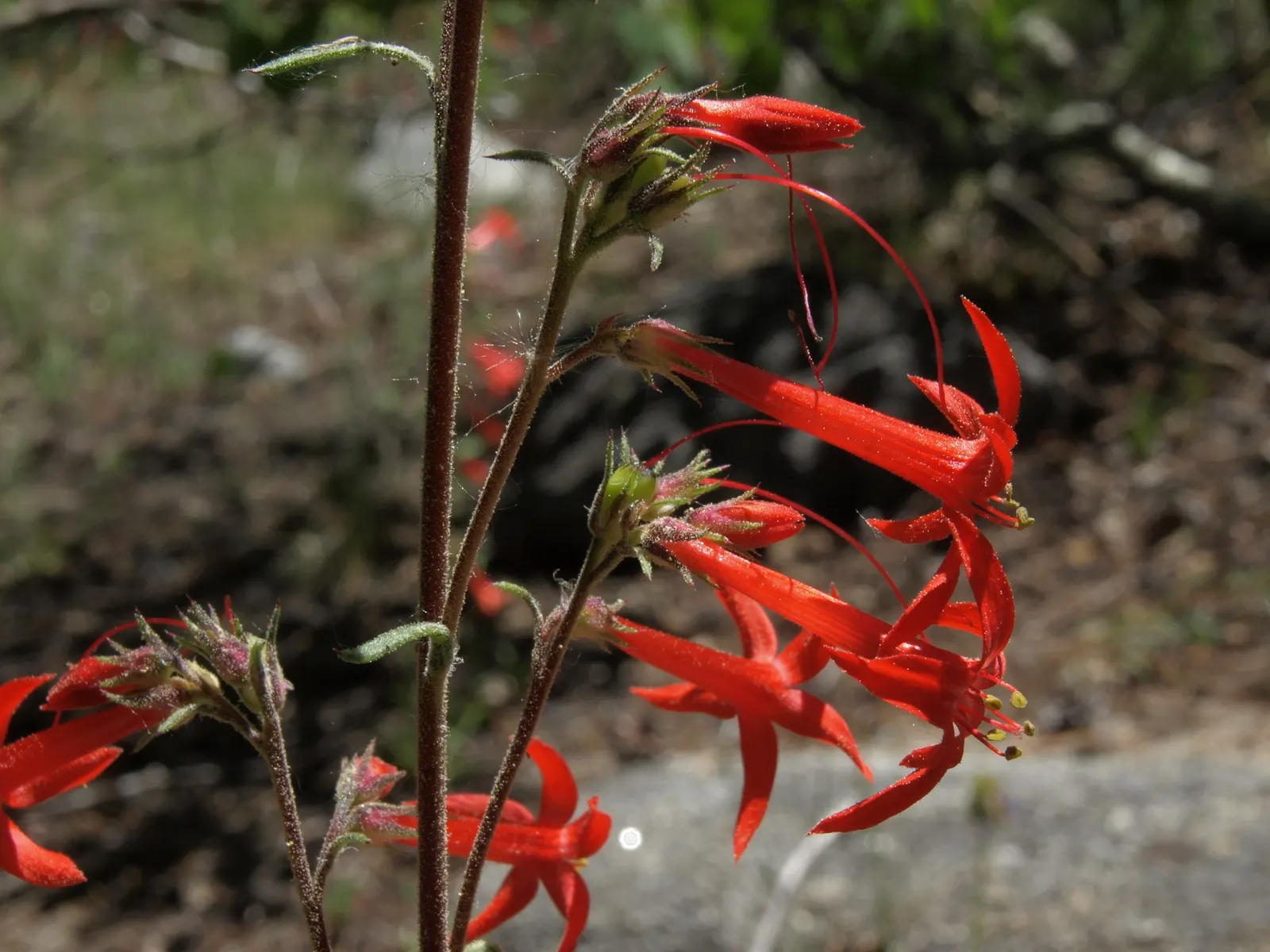 Scarlet Gillia (Ipomopsis Aggregata) — fiery red to orange flowers that are roughly 1 to 1.5 inches long
