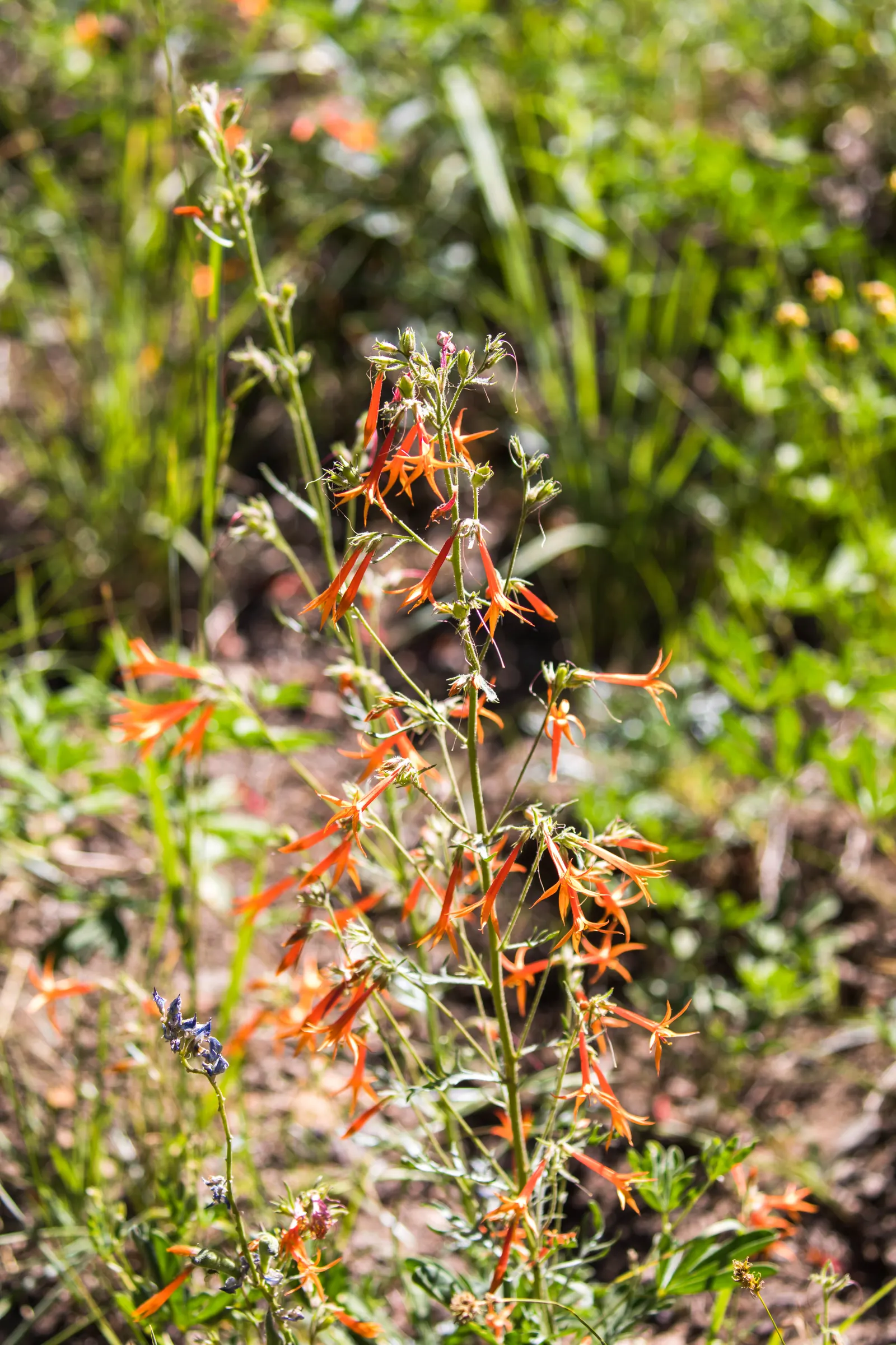 Scarlet Gillia (Ipomopsis Aggregata) — Ideal for dry, well-drained soil and full sun, it blooms from late spring to early fall; be mindful of its, image 53