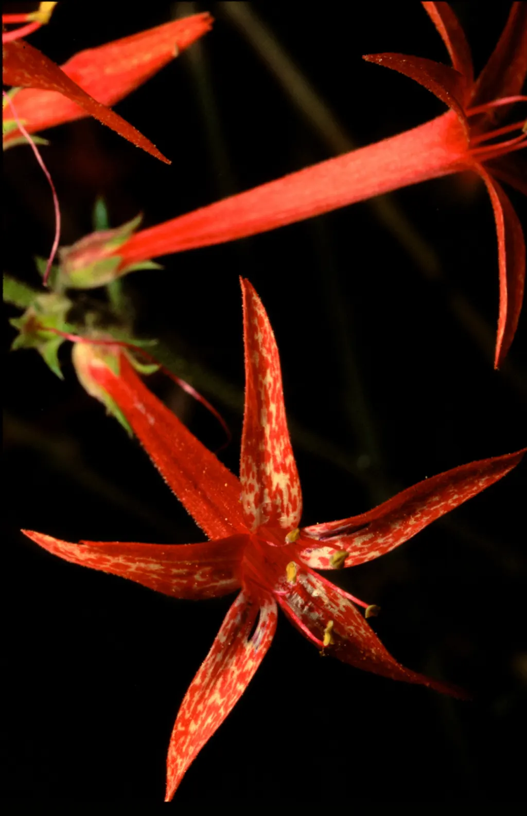 Scarlet Gillia (Ipomopsis Aggregata) — <br><br>It truly shines in mid-summer to early fall when it produces tubular; perennial with orange and red, image 61