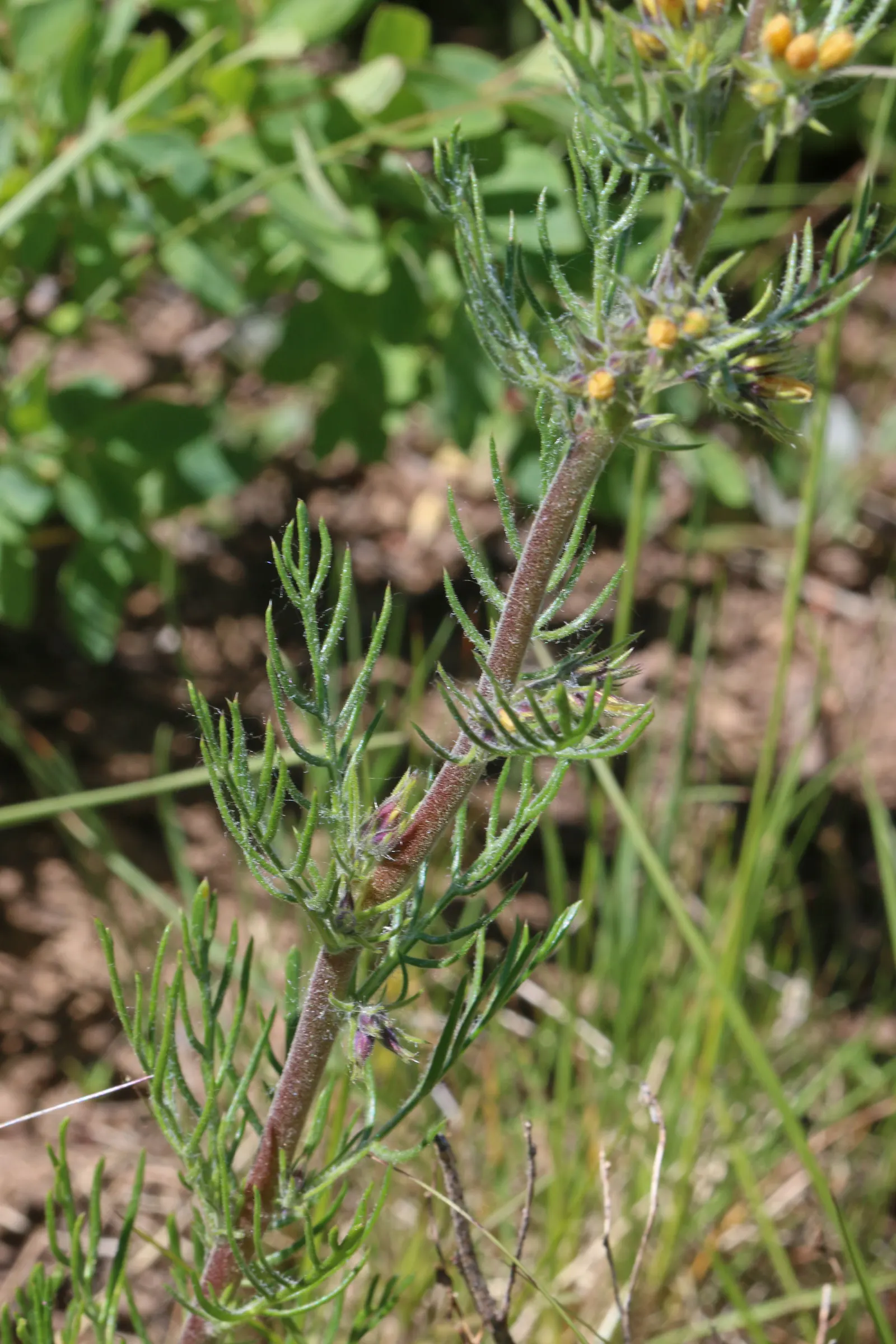 Scarlet Gillia (Ipomopsis Aggregata) — ideal for adding vertical interest to any garden design