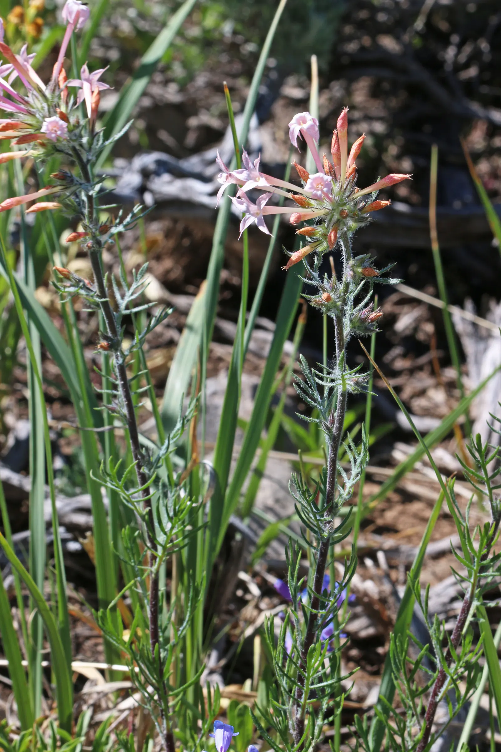 Scarlet Gillia (Ipomopsis Aggregata) — fiery red to orange flowers that are roughly 1 to 1.5 inches long; scientifically named Ipomopsis aggregata, image 62