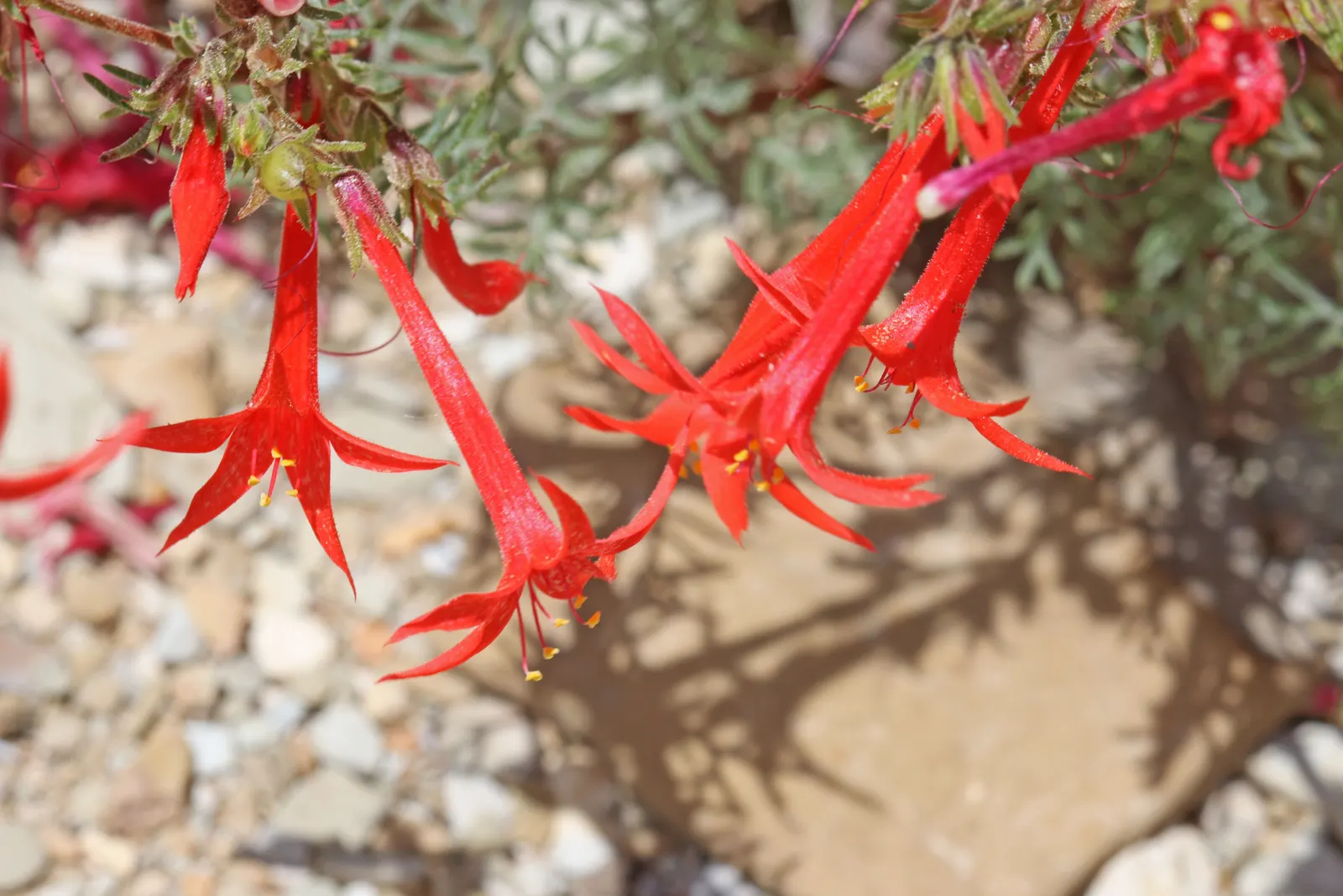 Scarlet Gillia (Ipomopsis Aggregata) — Hardy in zones 3-10, it adds vertical interest and vibrant color to rock gardens and wildflower meadows