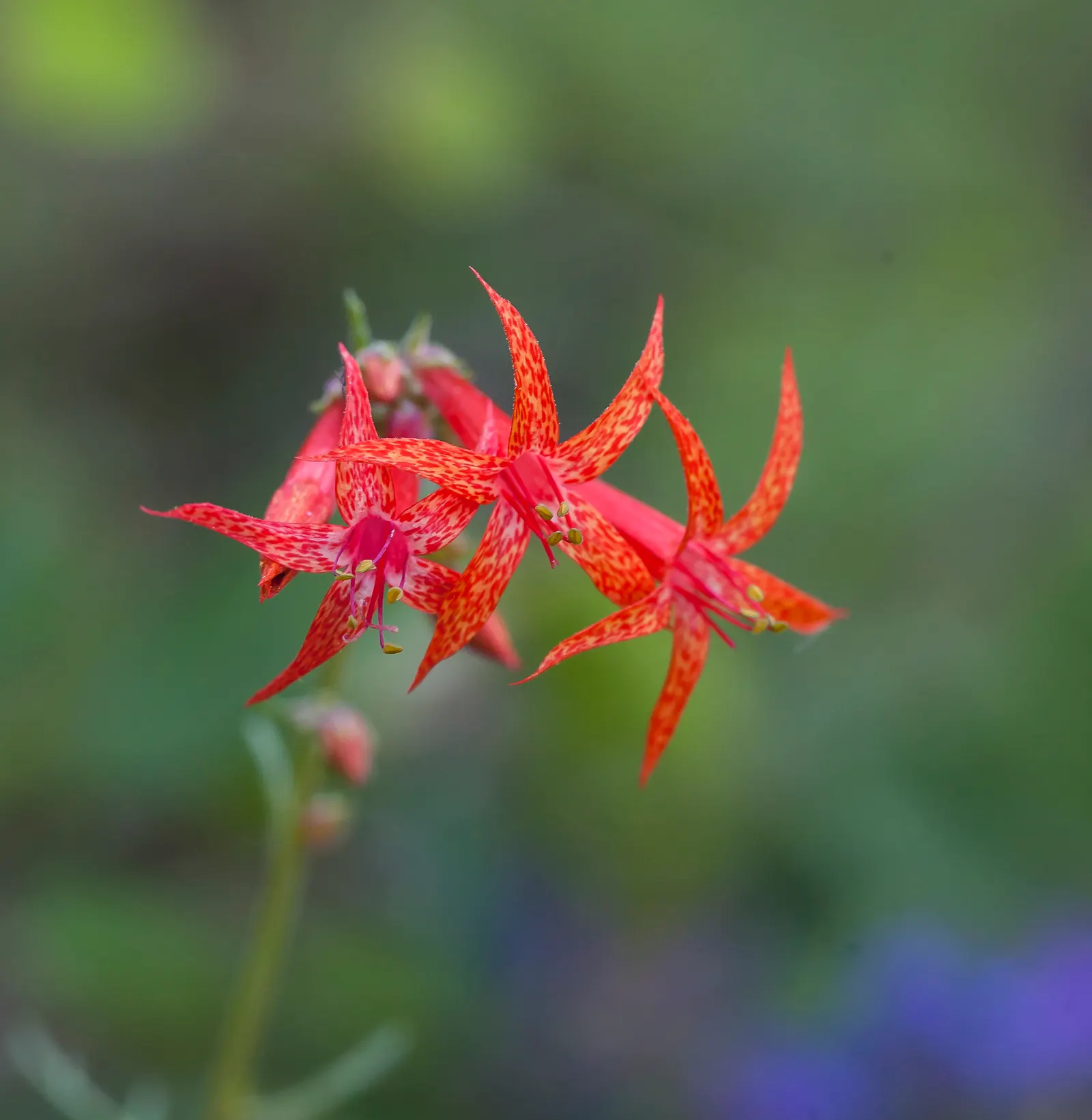 Scarlet Gillia (Ipomopsis Aggregata) — complementary-colored plants; consider its visual impact in masses or clusters against a backdrop of lower-growing