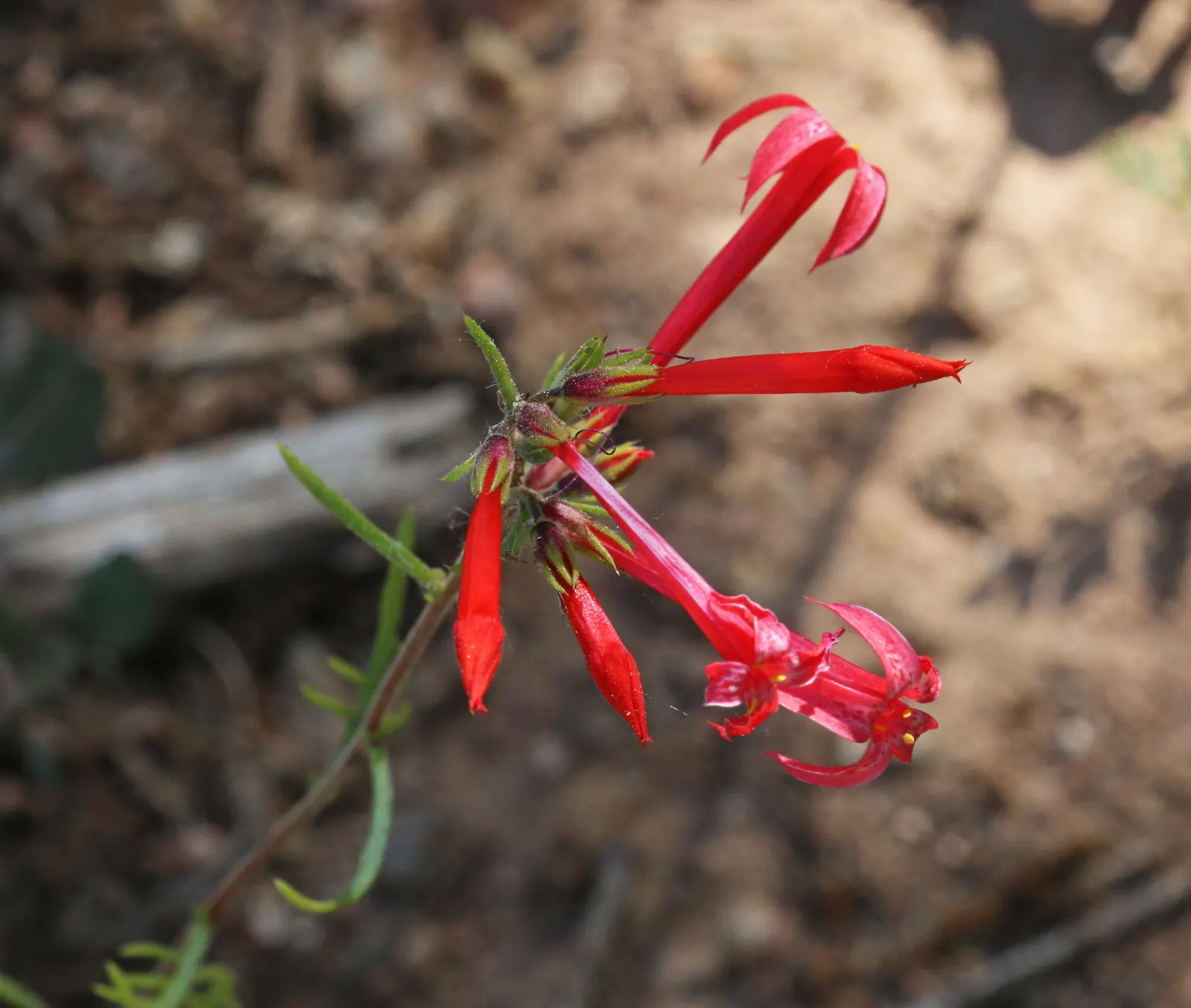 Scarlet Gillia (Ipomopsis Aggregata) — but be cautious of overwatering to prevent root rot