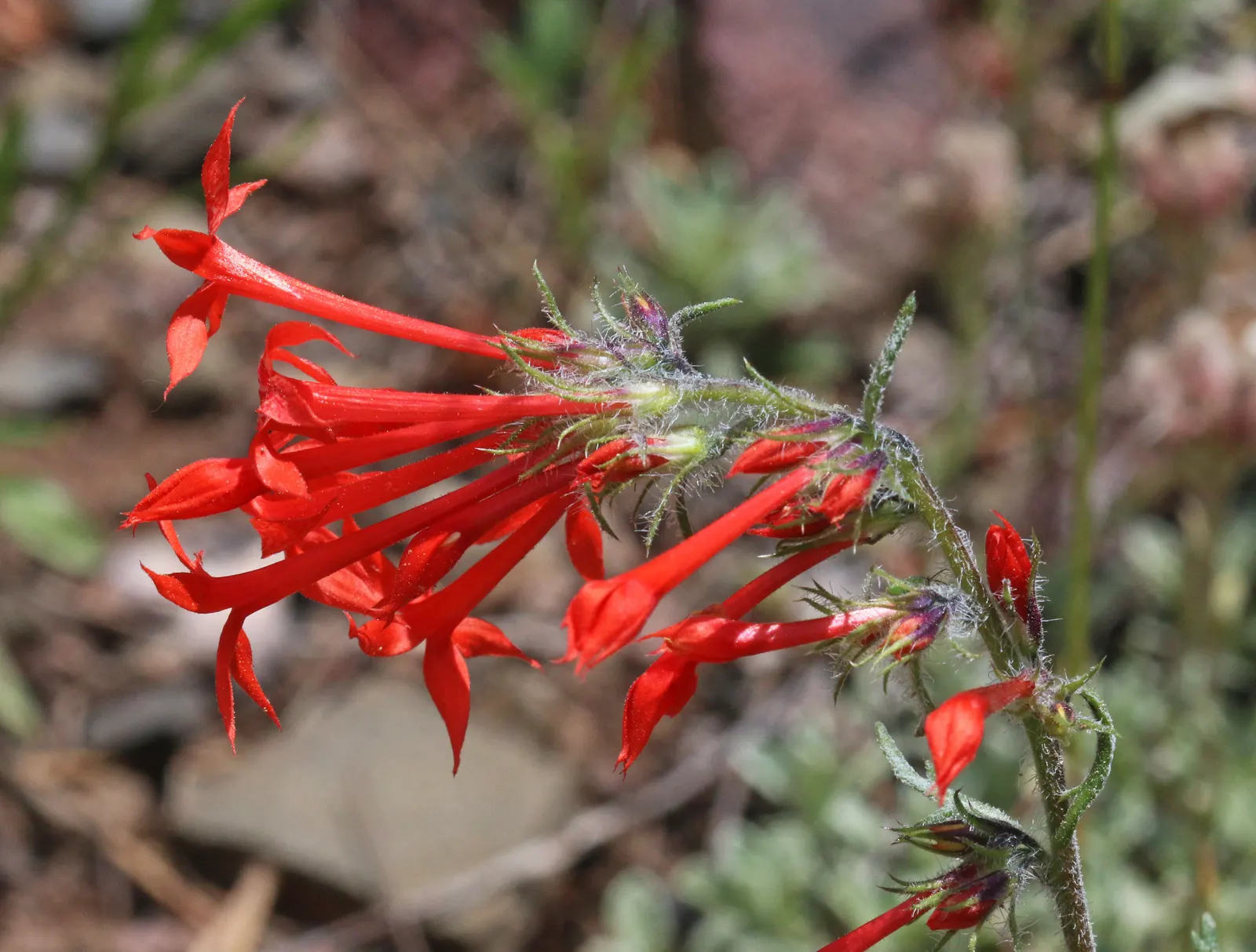 Scarlet Gillia (Ipomopsis Aggregata) — <br><br>It truly shines in mid-summer to early fall when it produces tubular