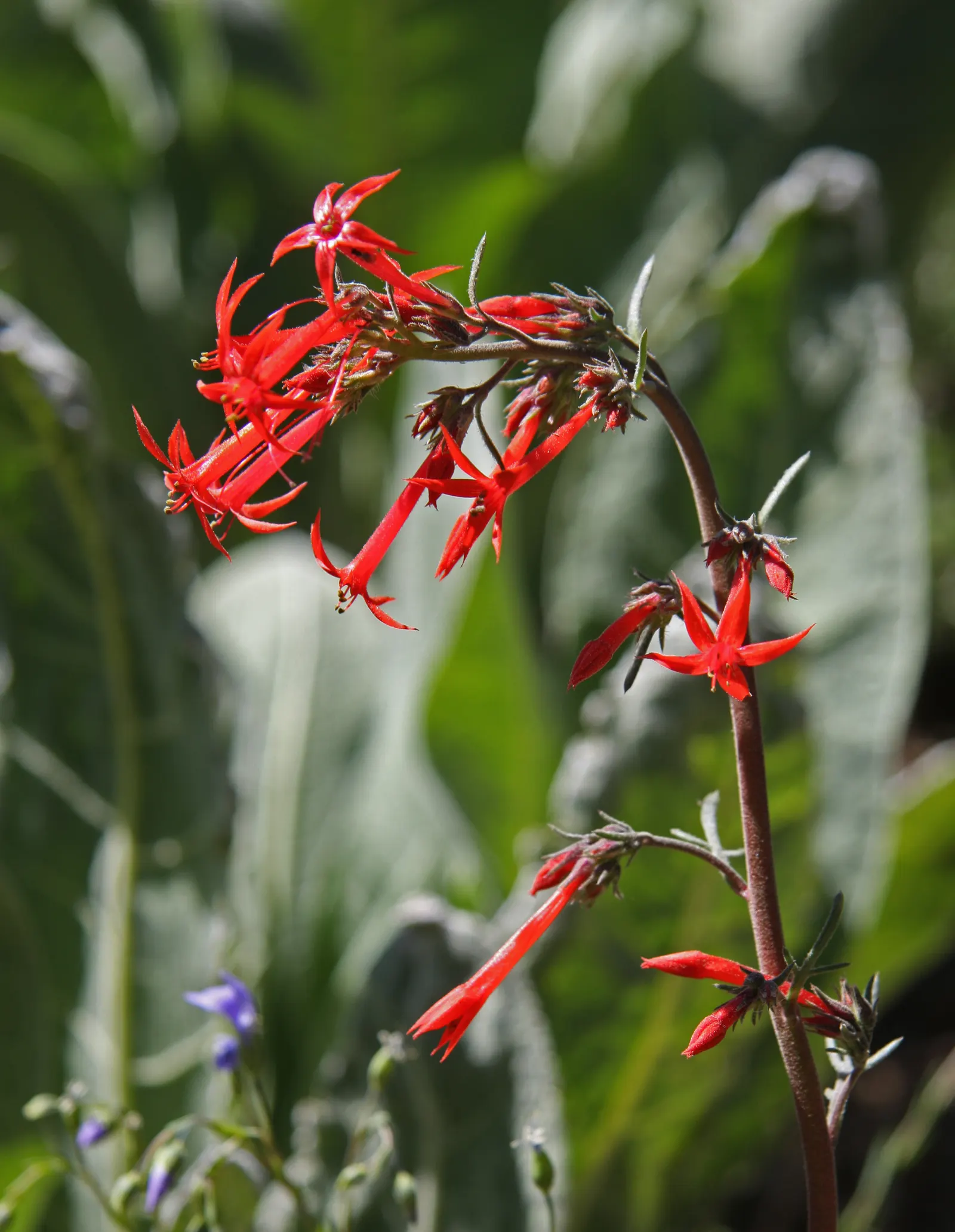 Scarlet Gillia (Ipomopsis Aggregata) — Hardy in zones 3-10, it adds vertical interest and vibrant color to rock gardens and wildflower meadows; perennial for
